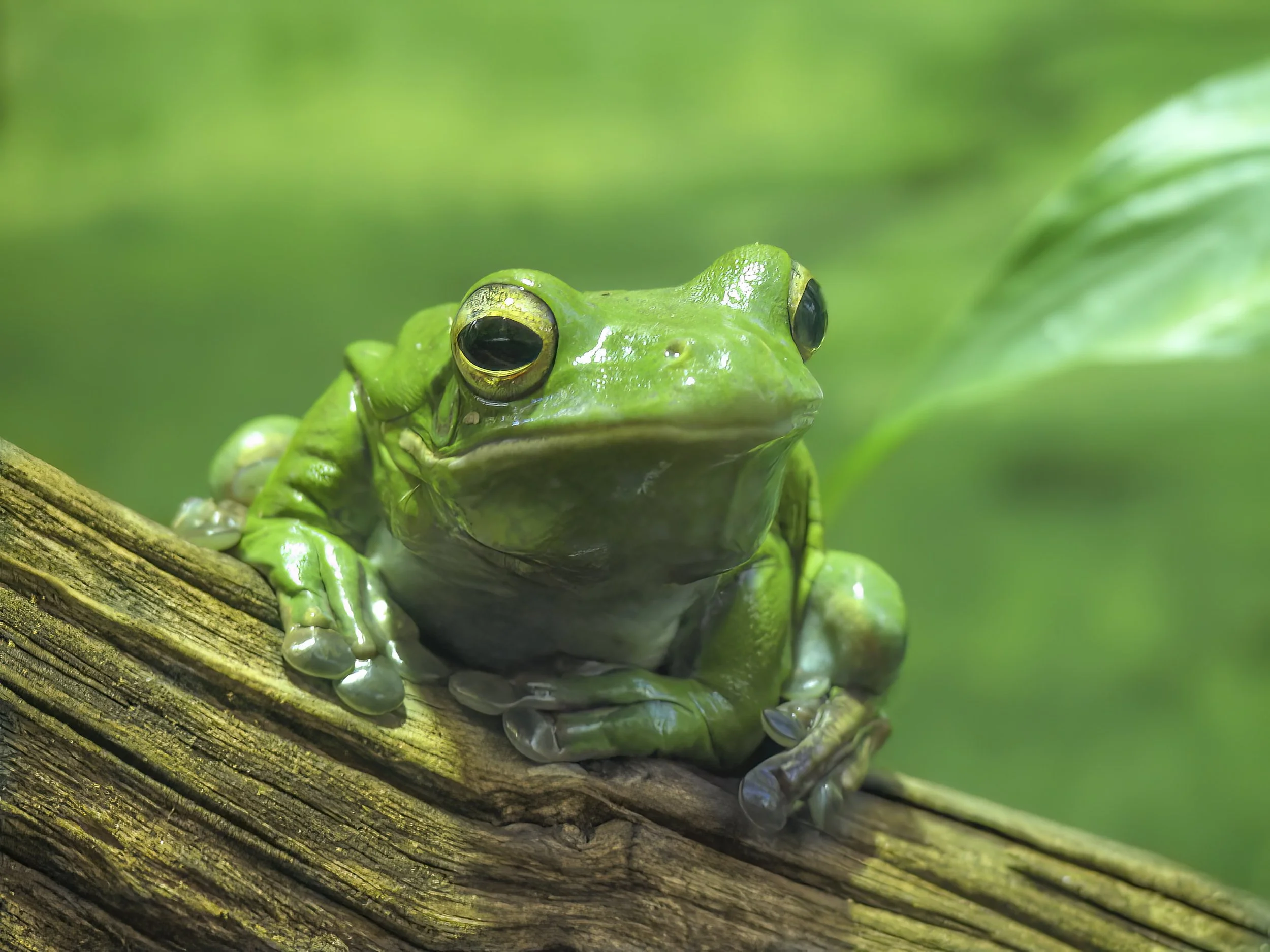 Green Treefrog