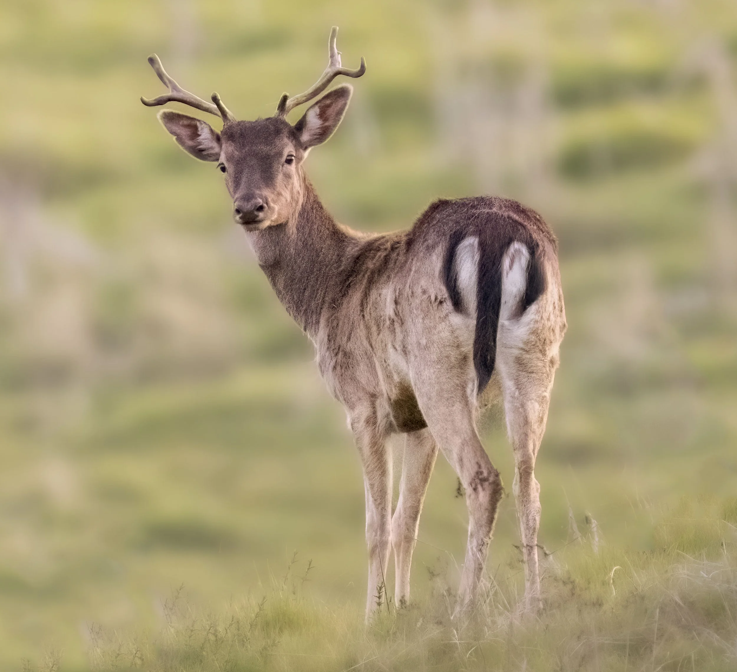 Feral Deer
