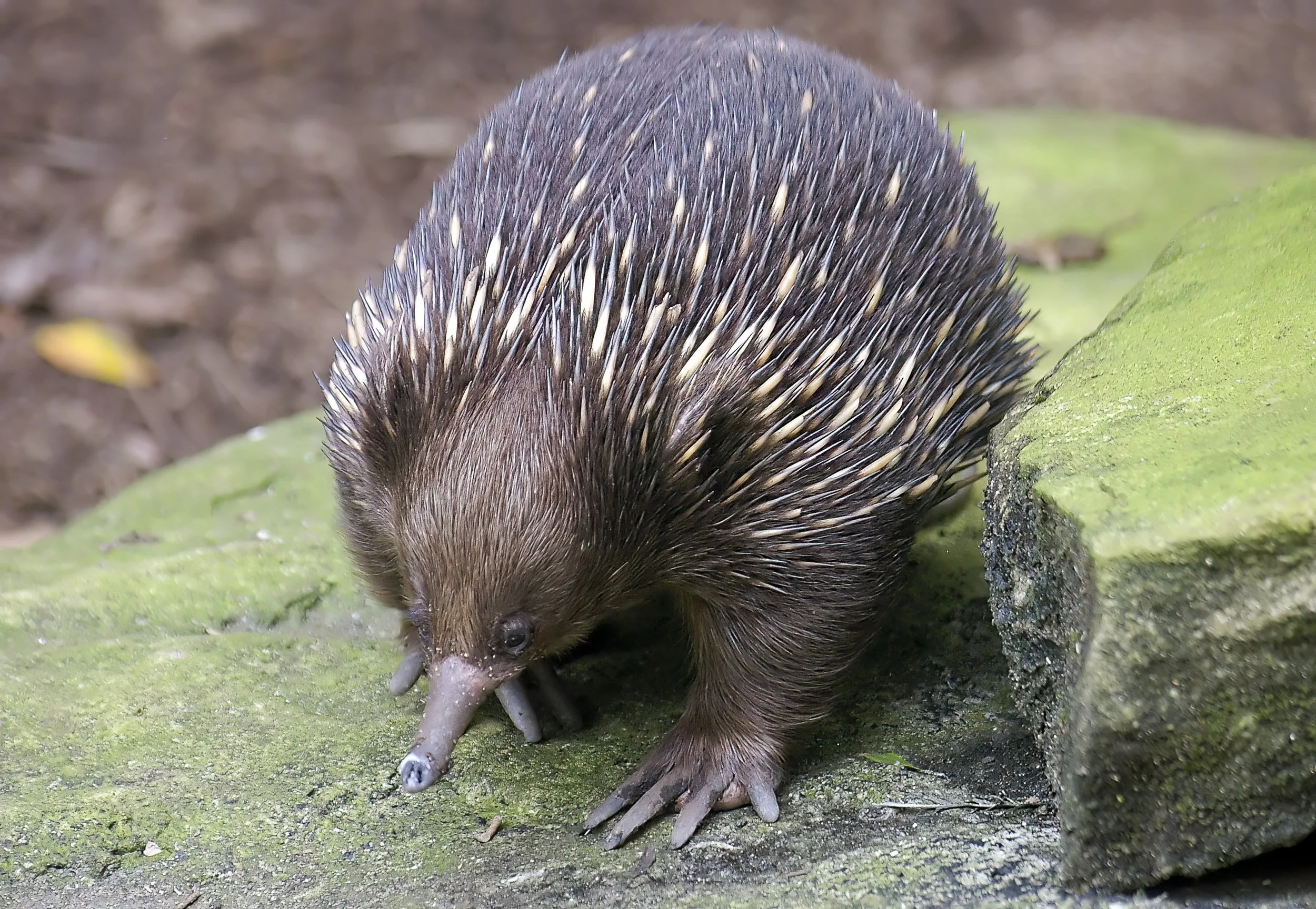 Echidna