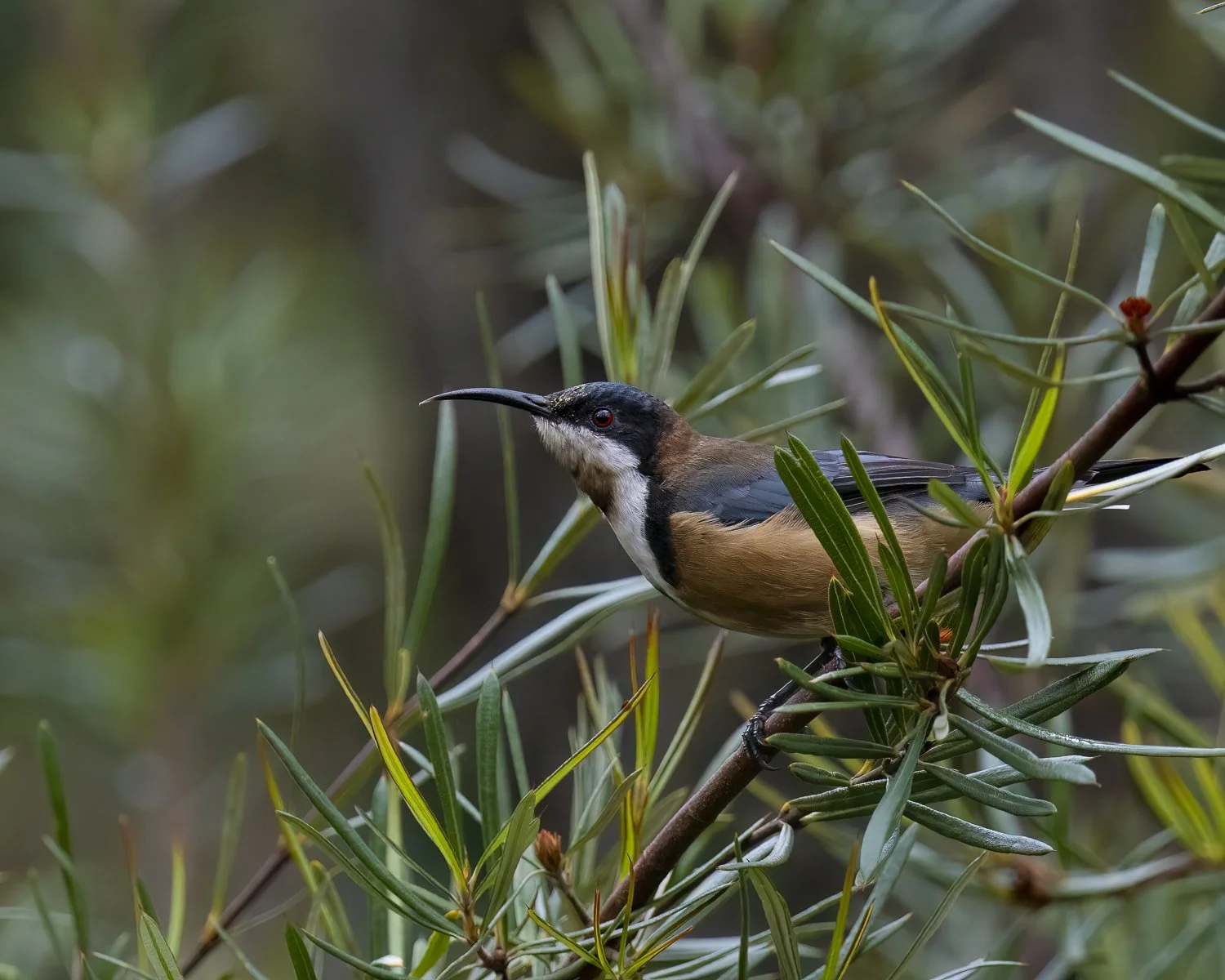 Eastern Spinebill
