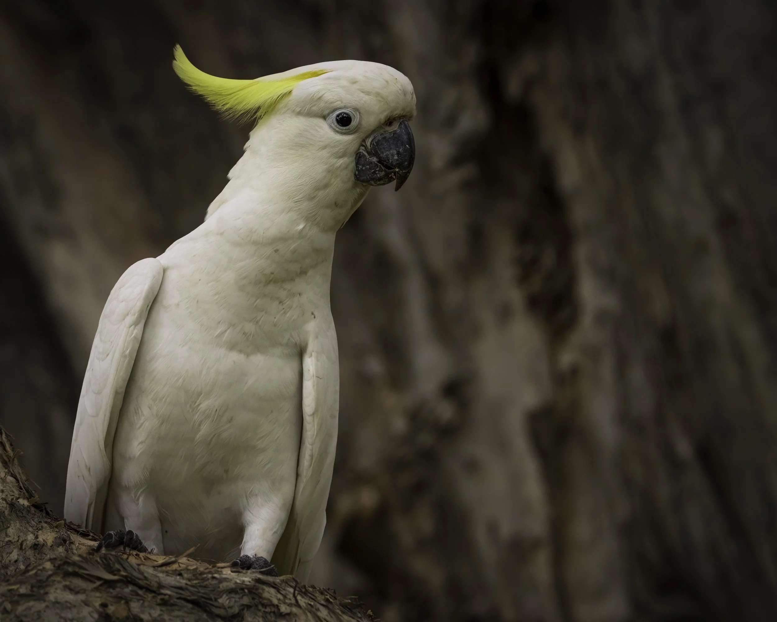 Sulphur Crested Cockatoo