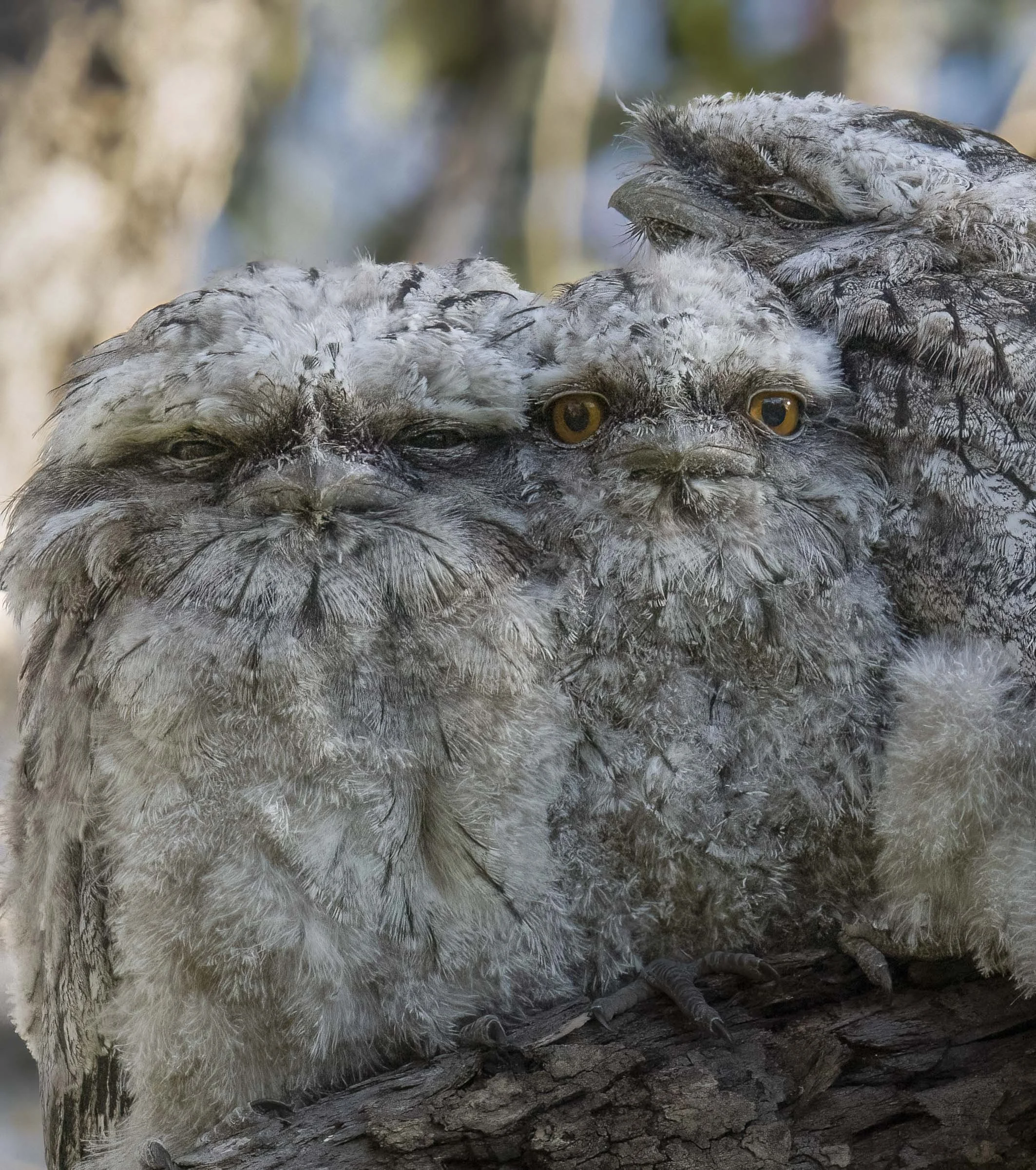 Tawny Frogmouths