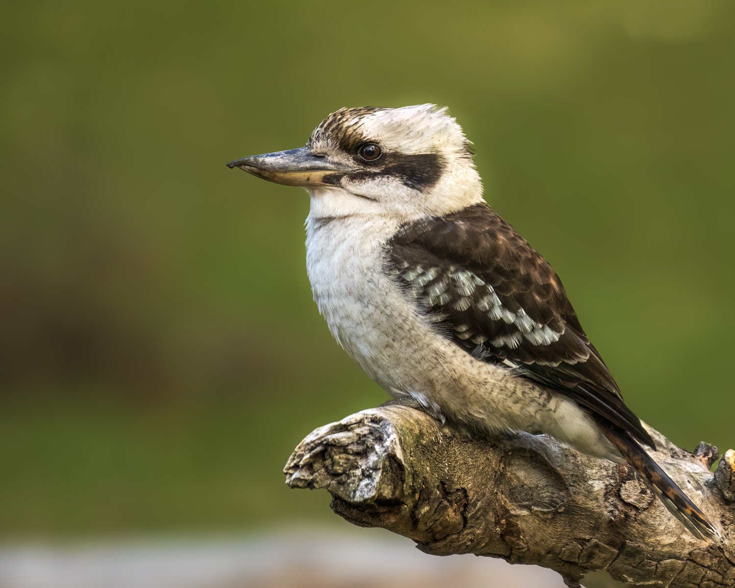 Laughing Kookaburra