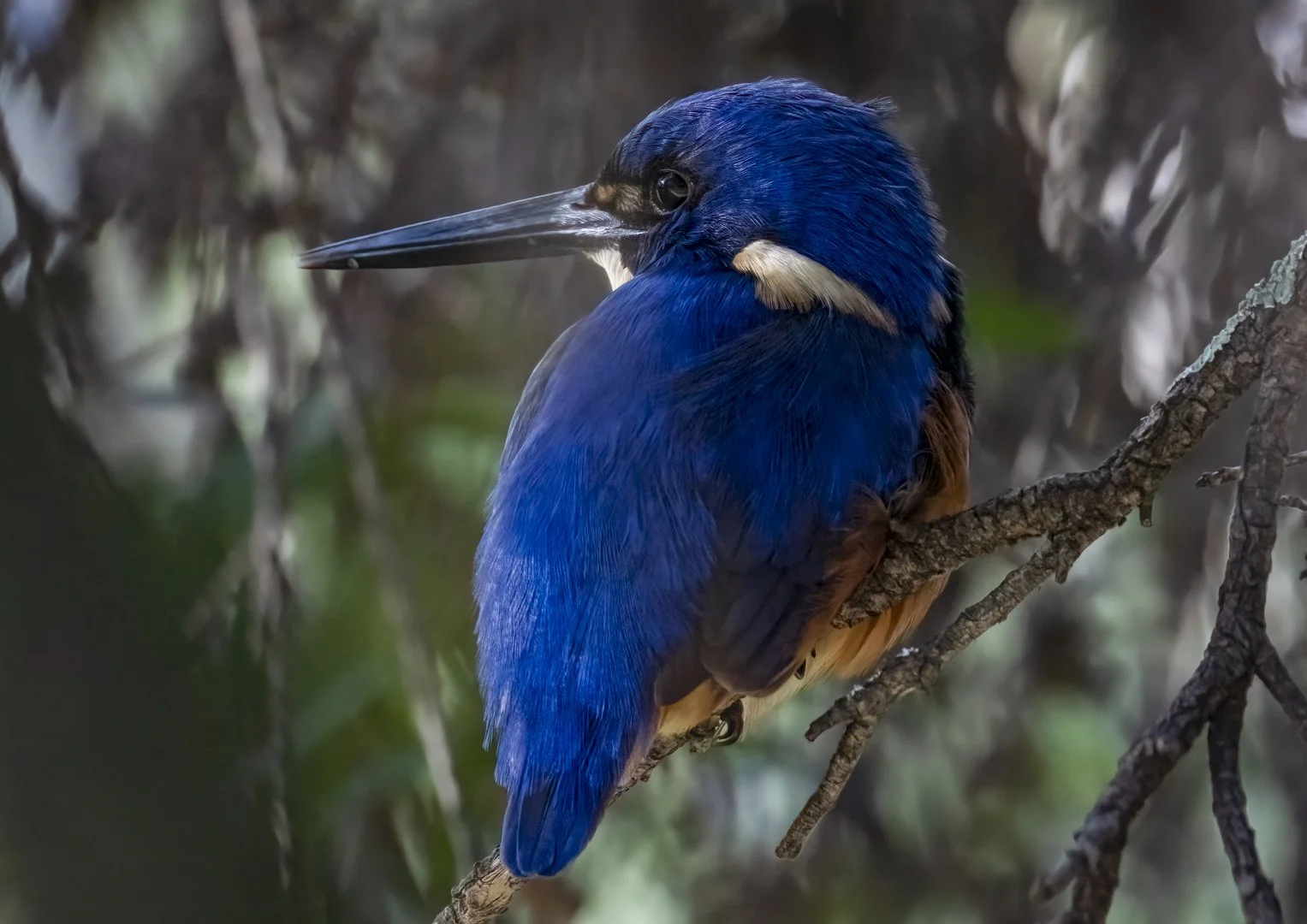 Azure Kingfisher
