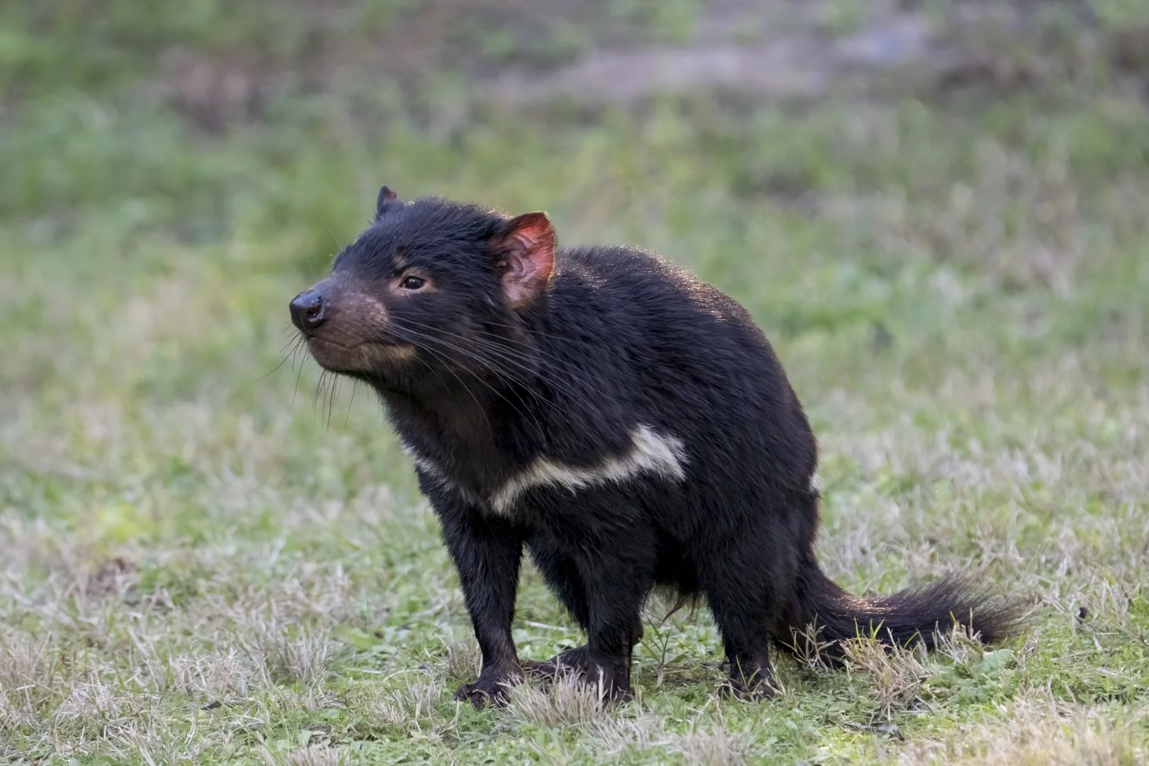 Tasmanian Devil
