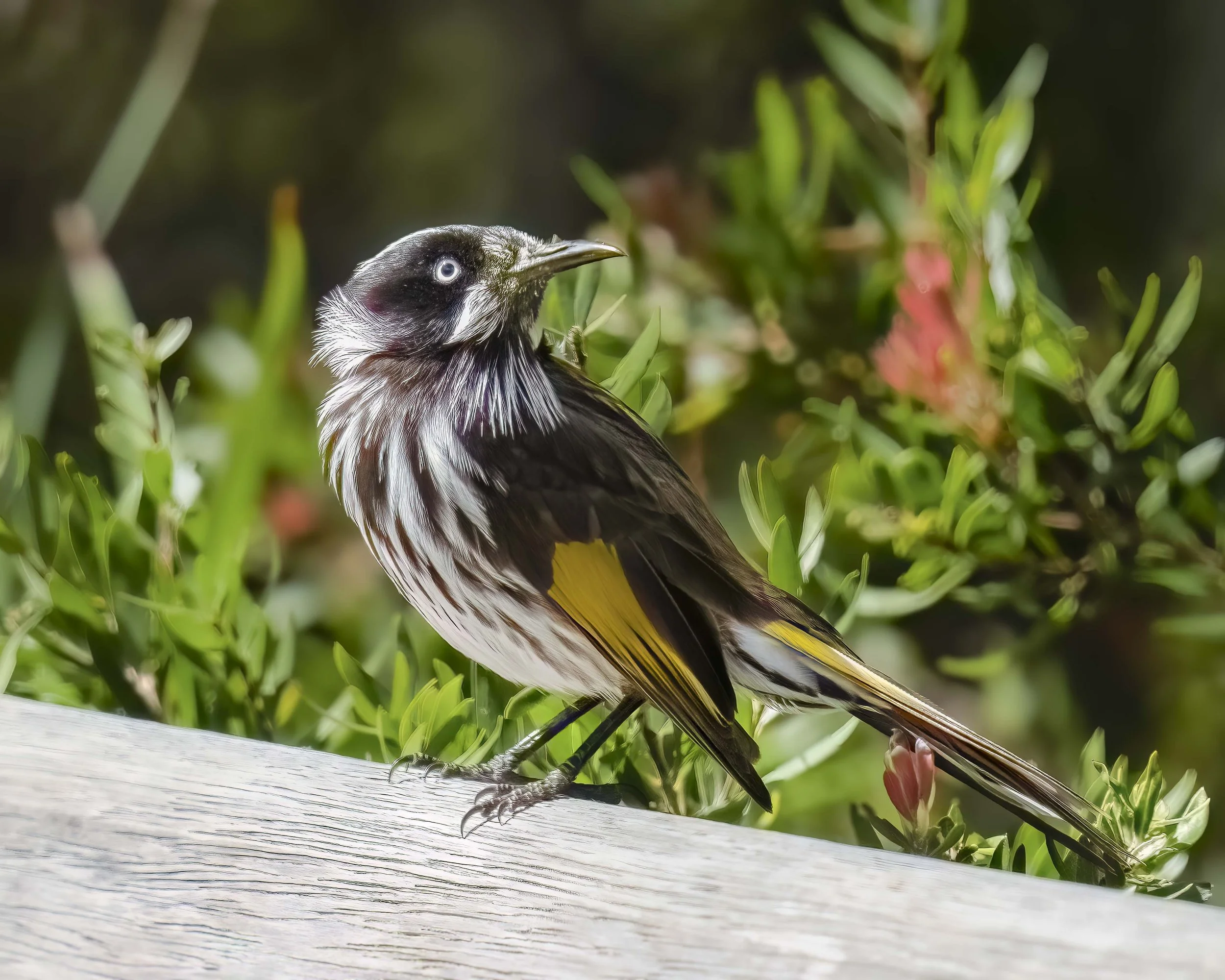 New Holland Honeyeater