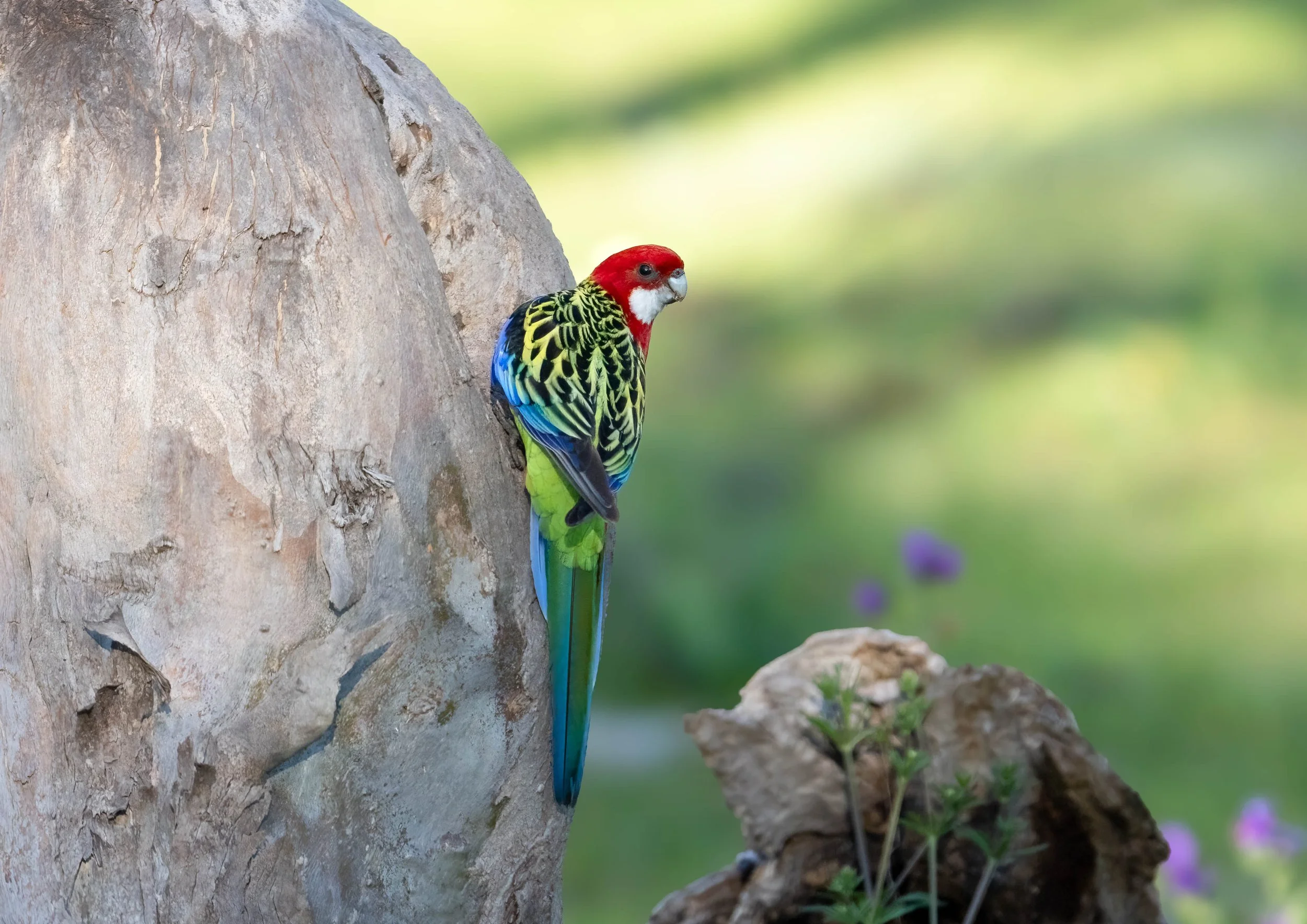Eastern Rosella
