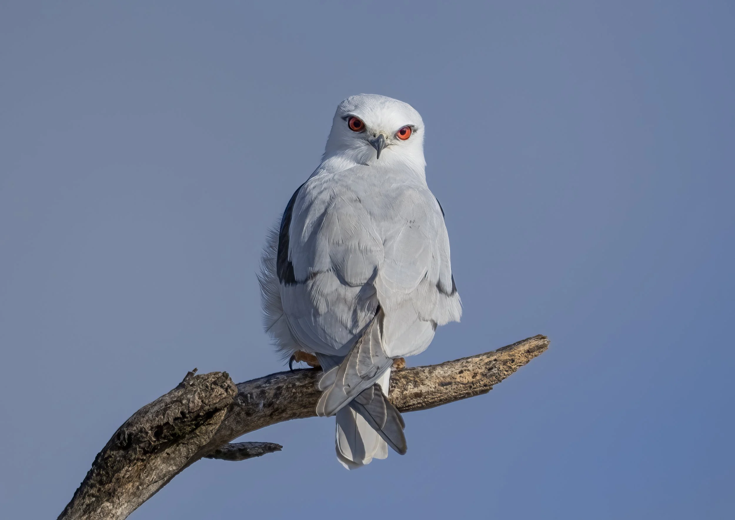 Black Shouldered Kite