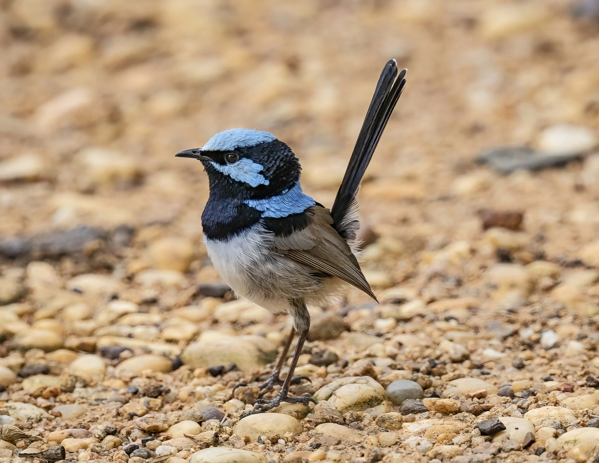  Male Superb Fairywren