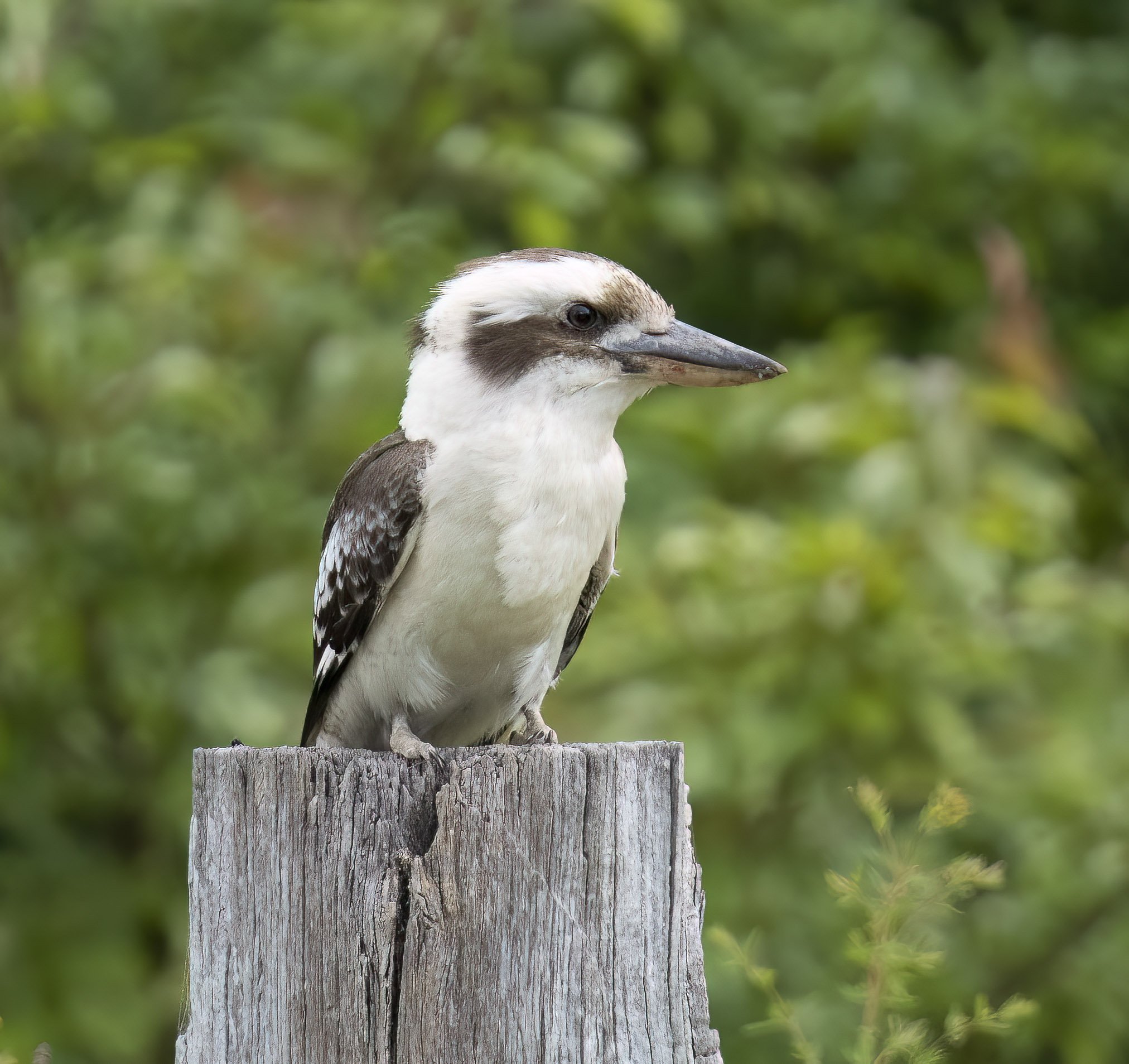 Laughing Kookaburra