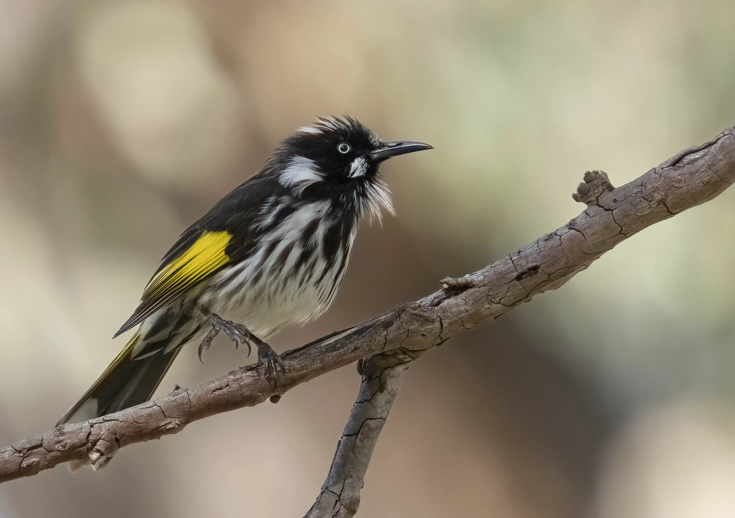 New Holland Honeyeater