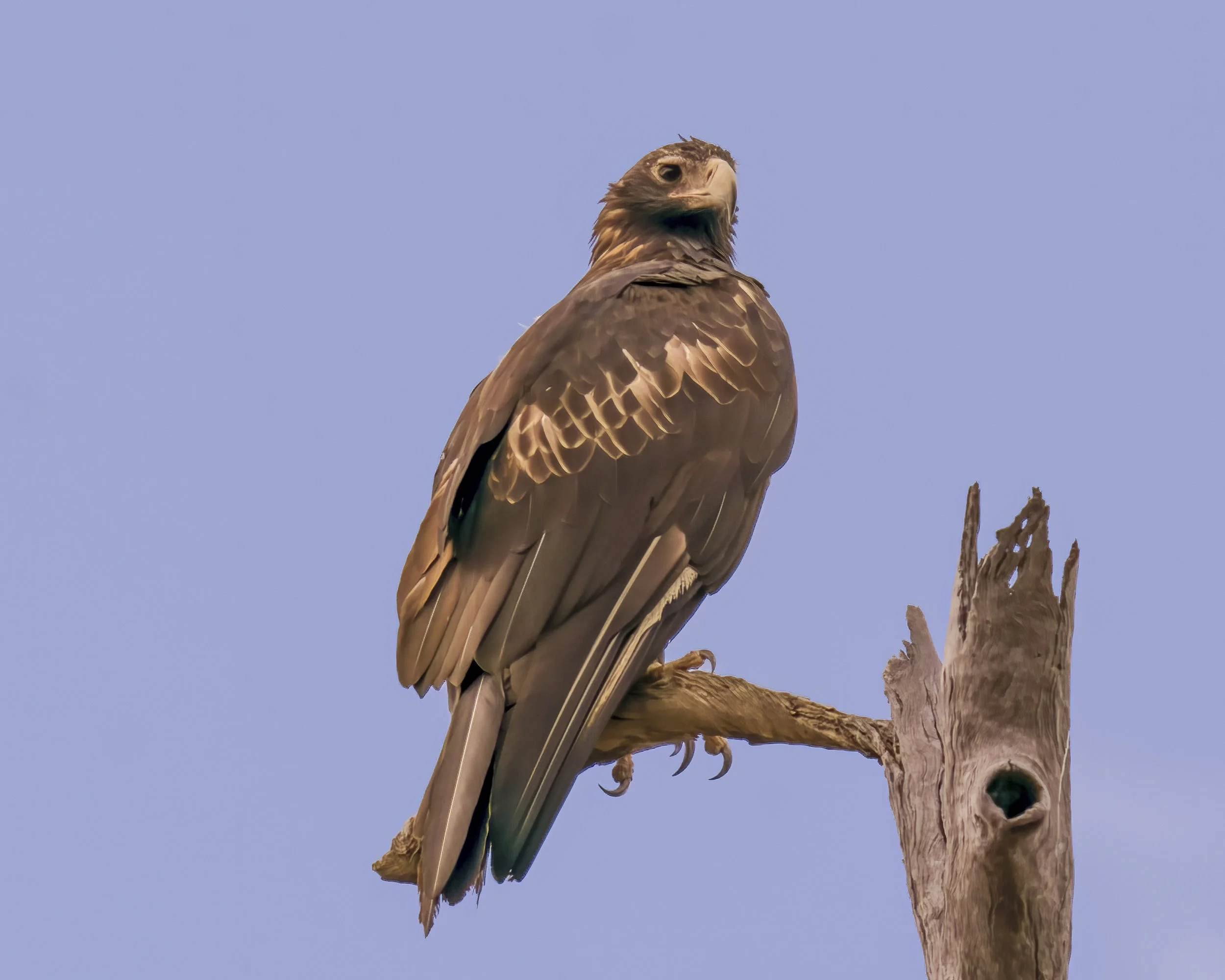 Wedge Tailed Eagle