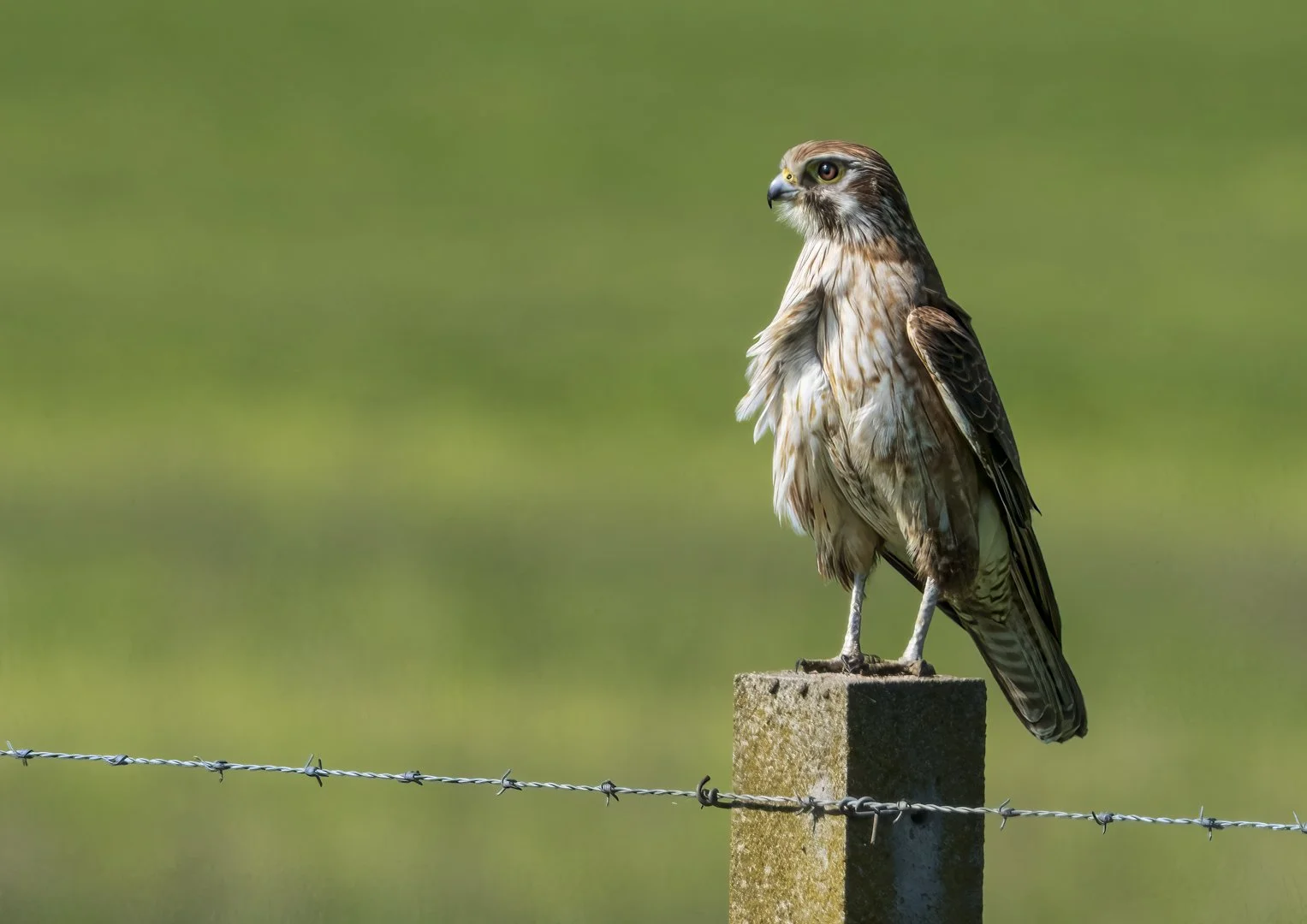 Brown Falcon
