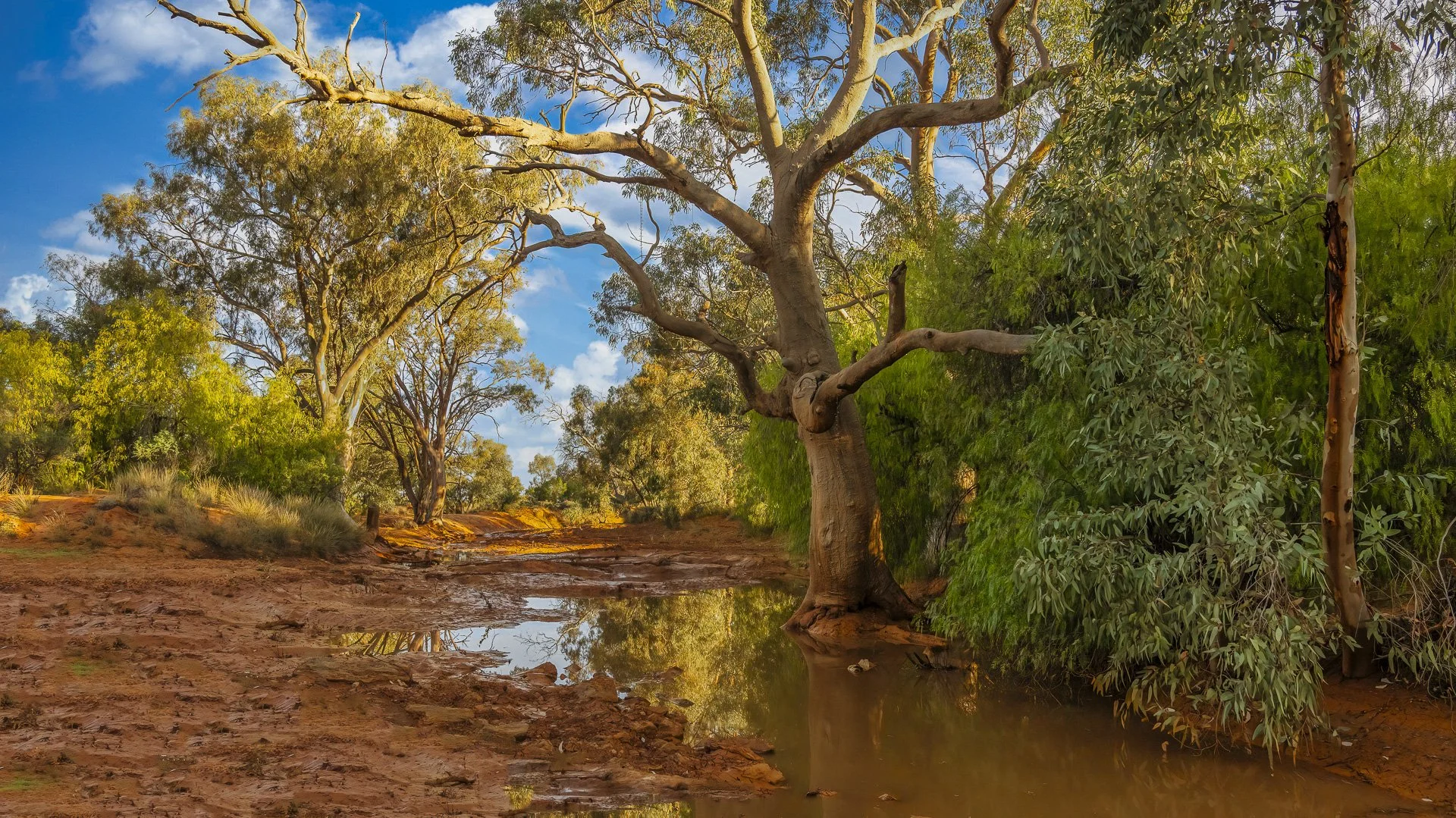 Dried up creekbed just before Silverton, NSW