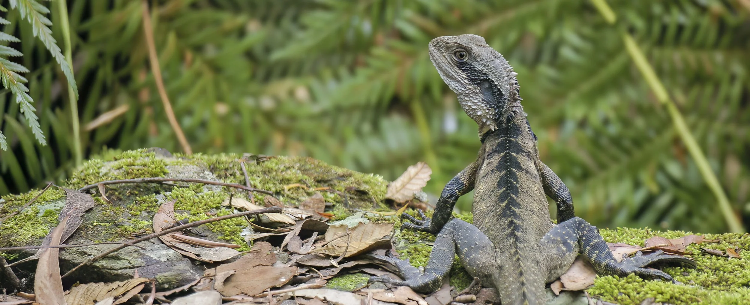 Water Dragon