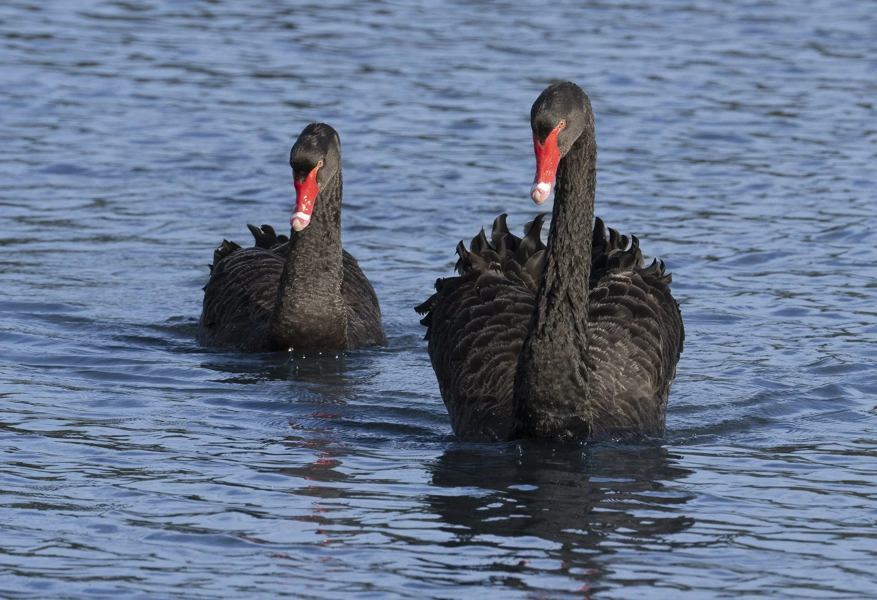 Black Swan