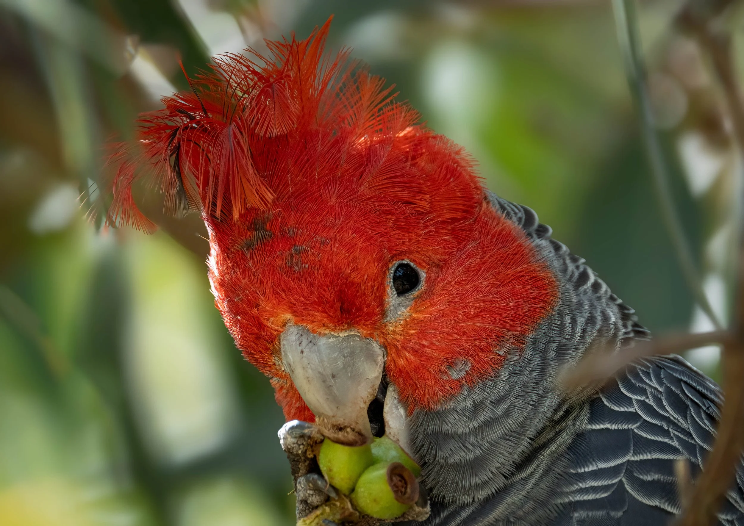 Gang-Gang Cockatoo
