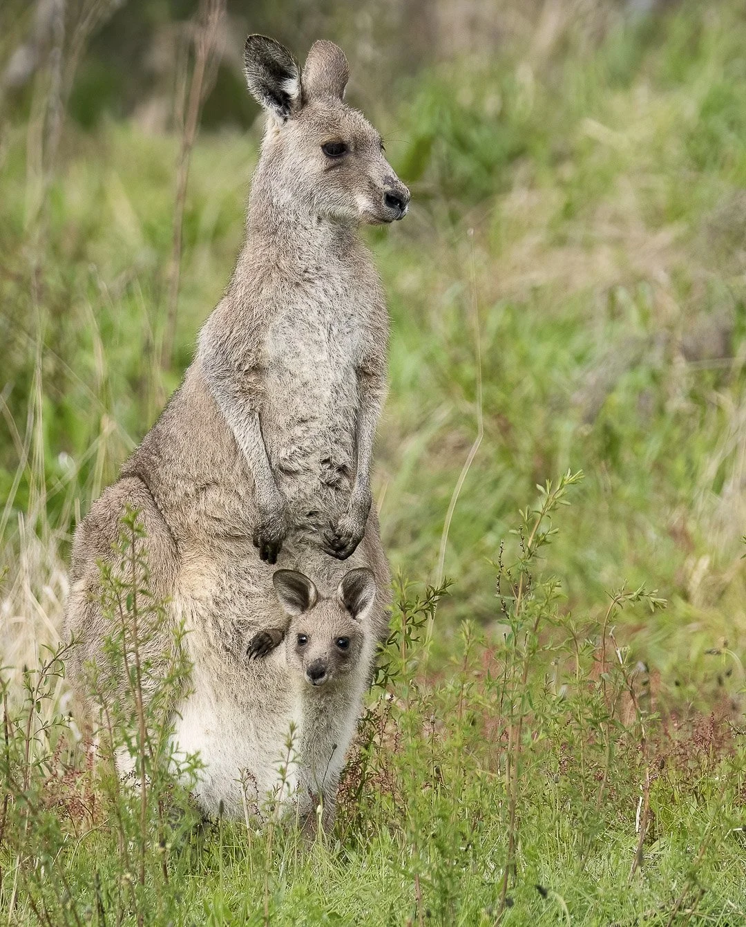 Eastern Grey Kangaroo and Joey