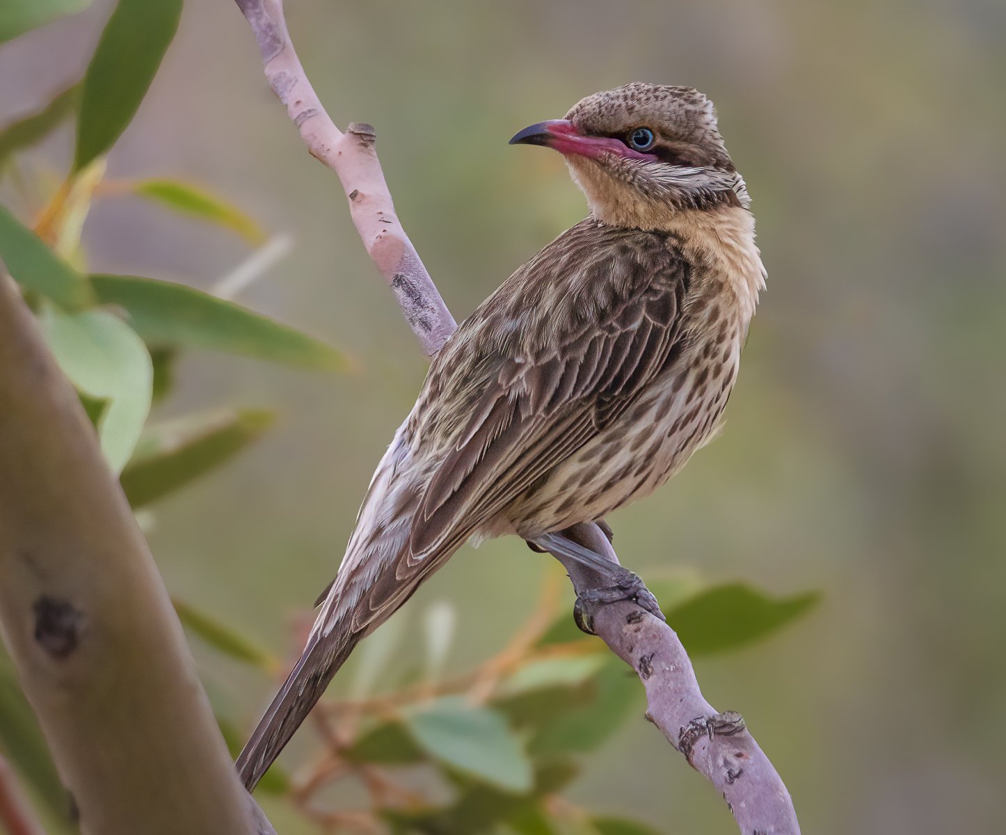 Spiny Cheeked Honeyeater