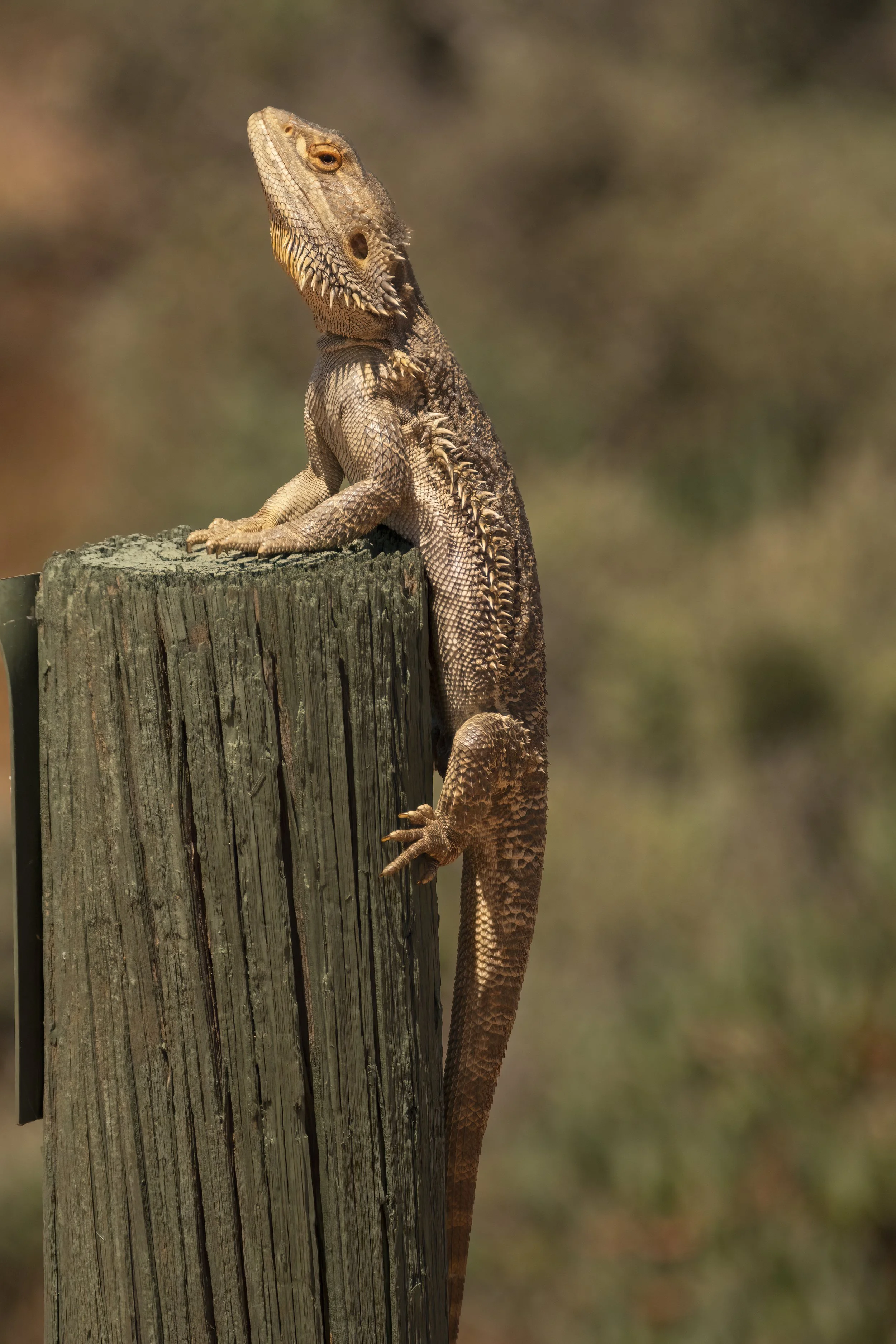 Bearded Dragon