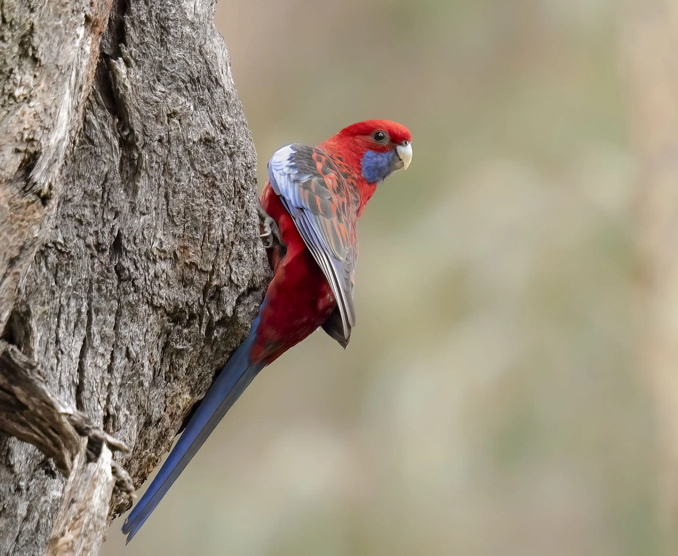 Crimson Rosella