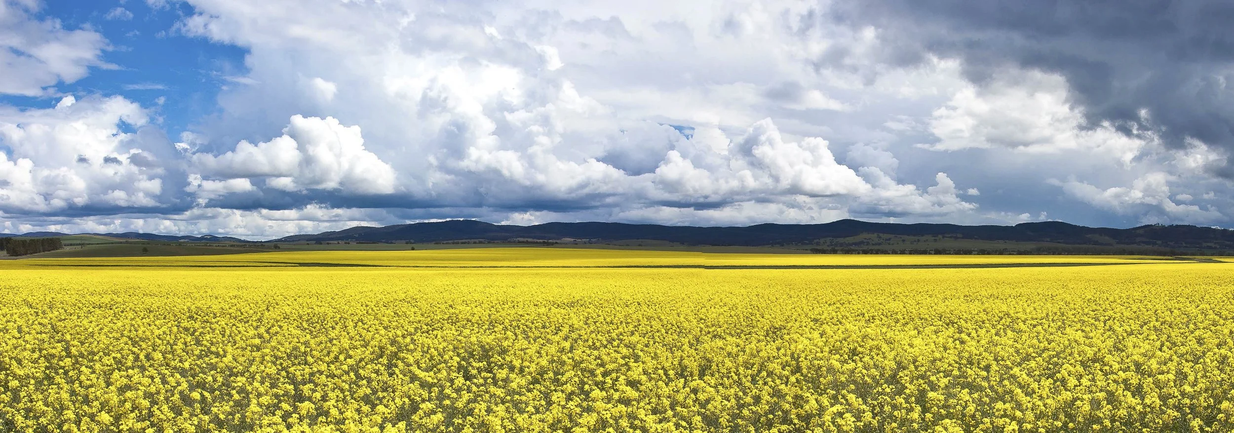 Canola Fields near Goulburn NSW