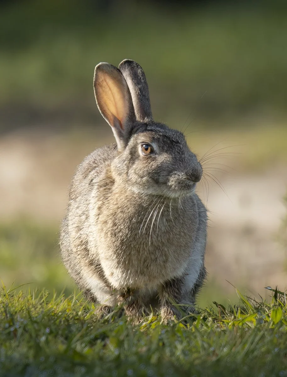 Feral Rabbit