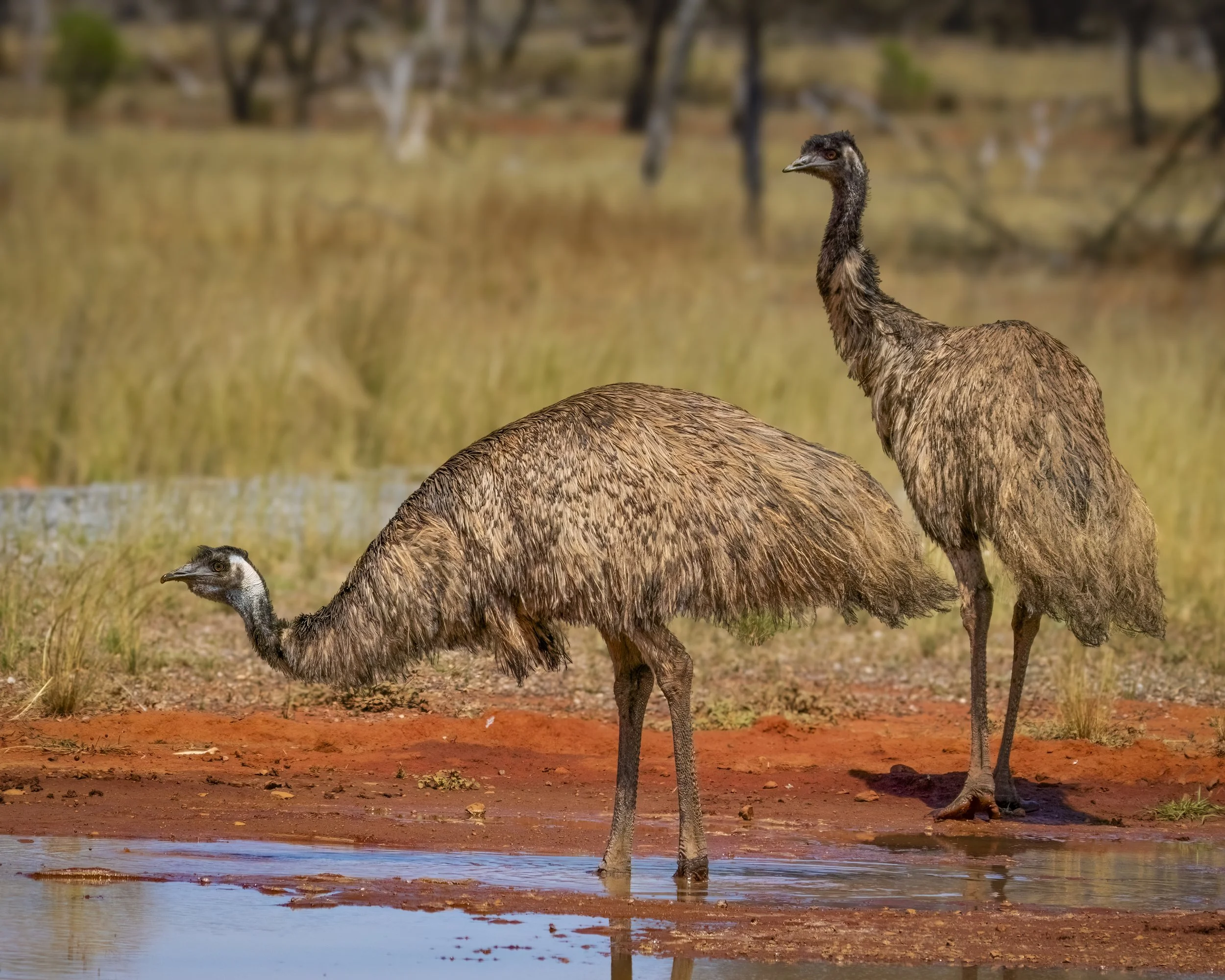 Emu's