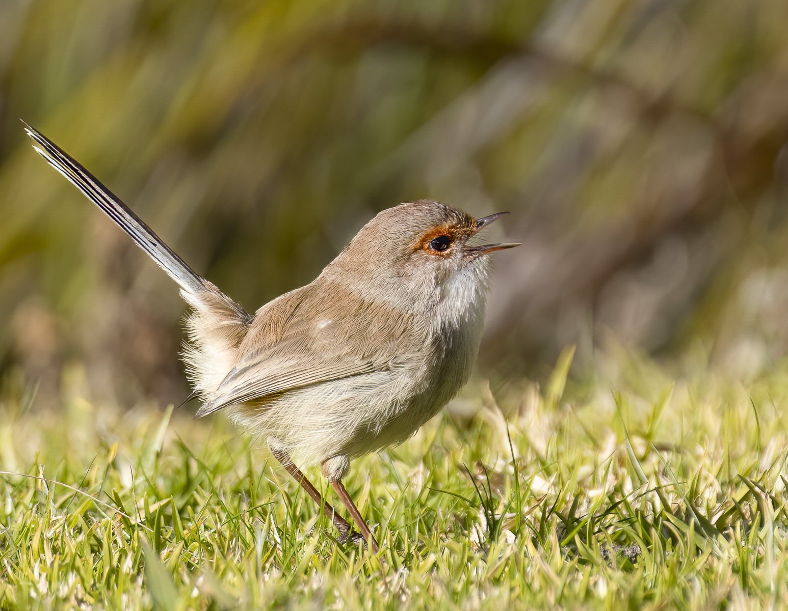 Female Wren
