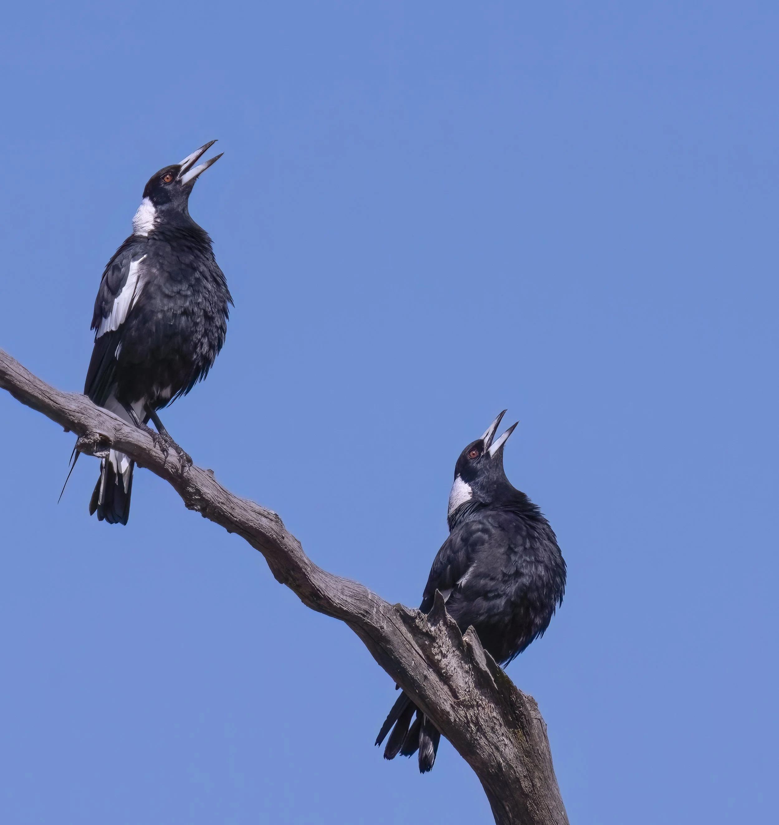 Magpies