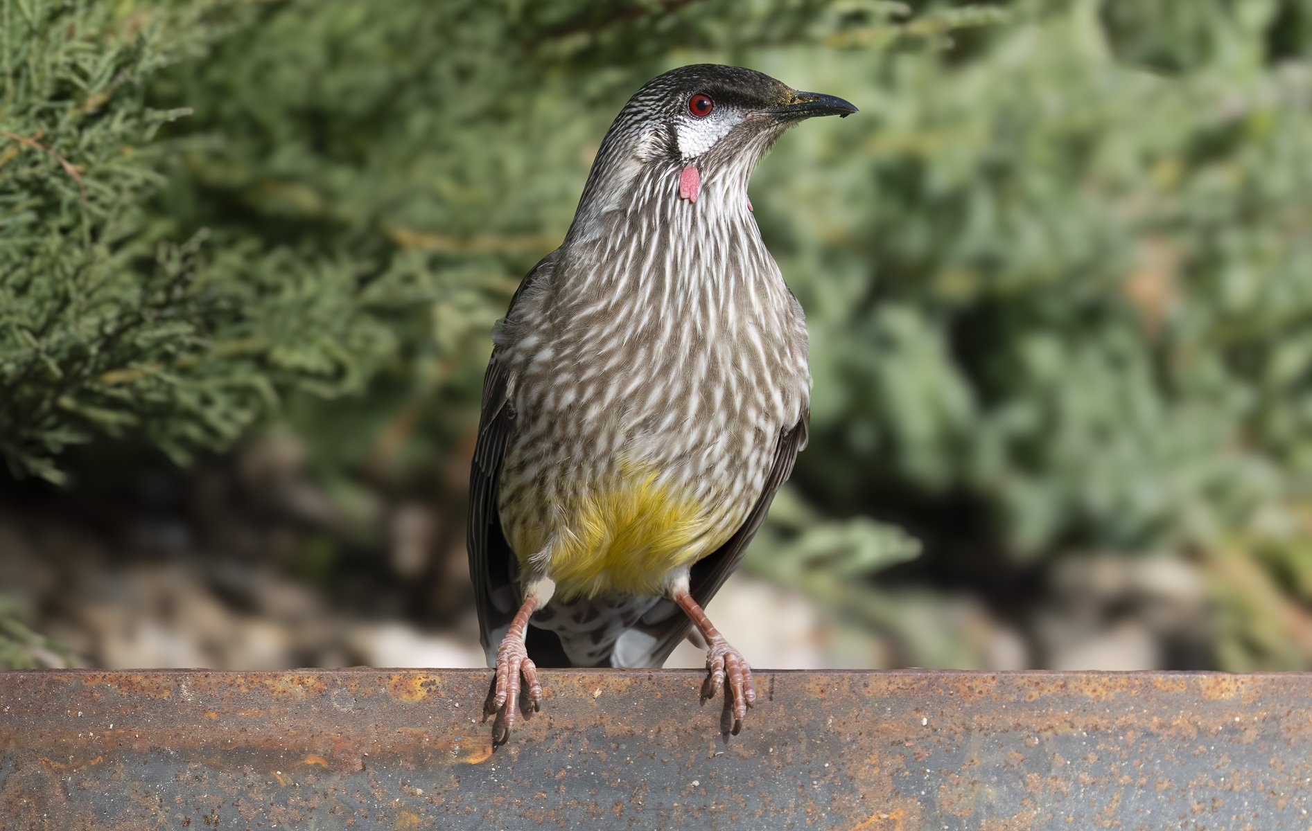 Red Wattlebird