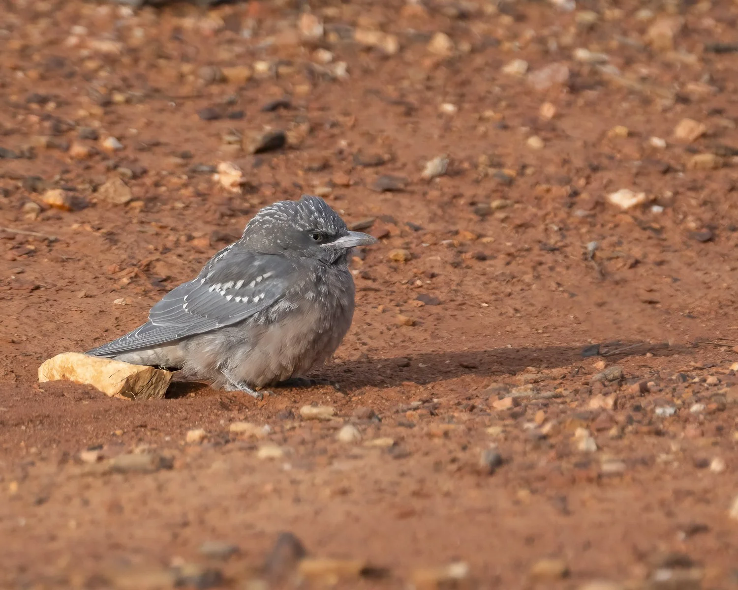 Juvenile White Browed Woodswallow