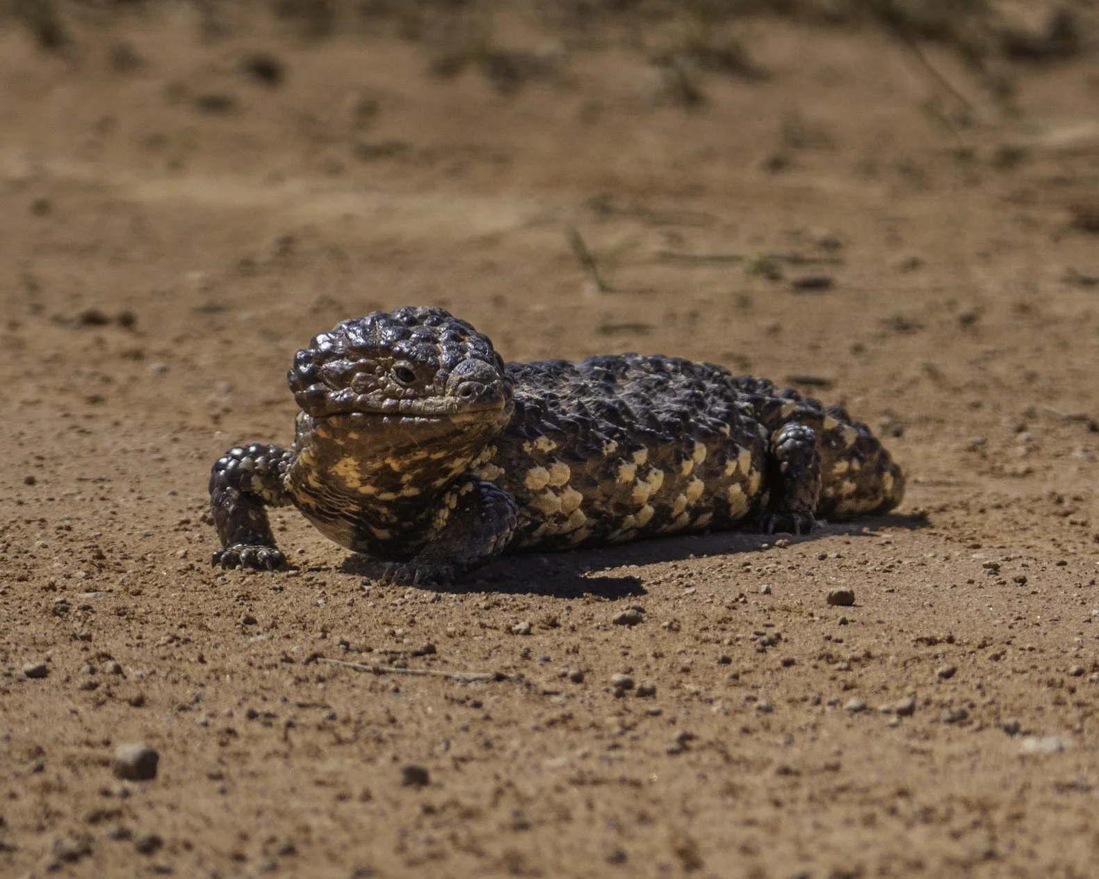 Shingleback Lizard