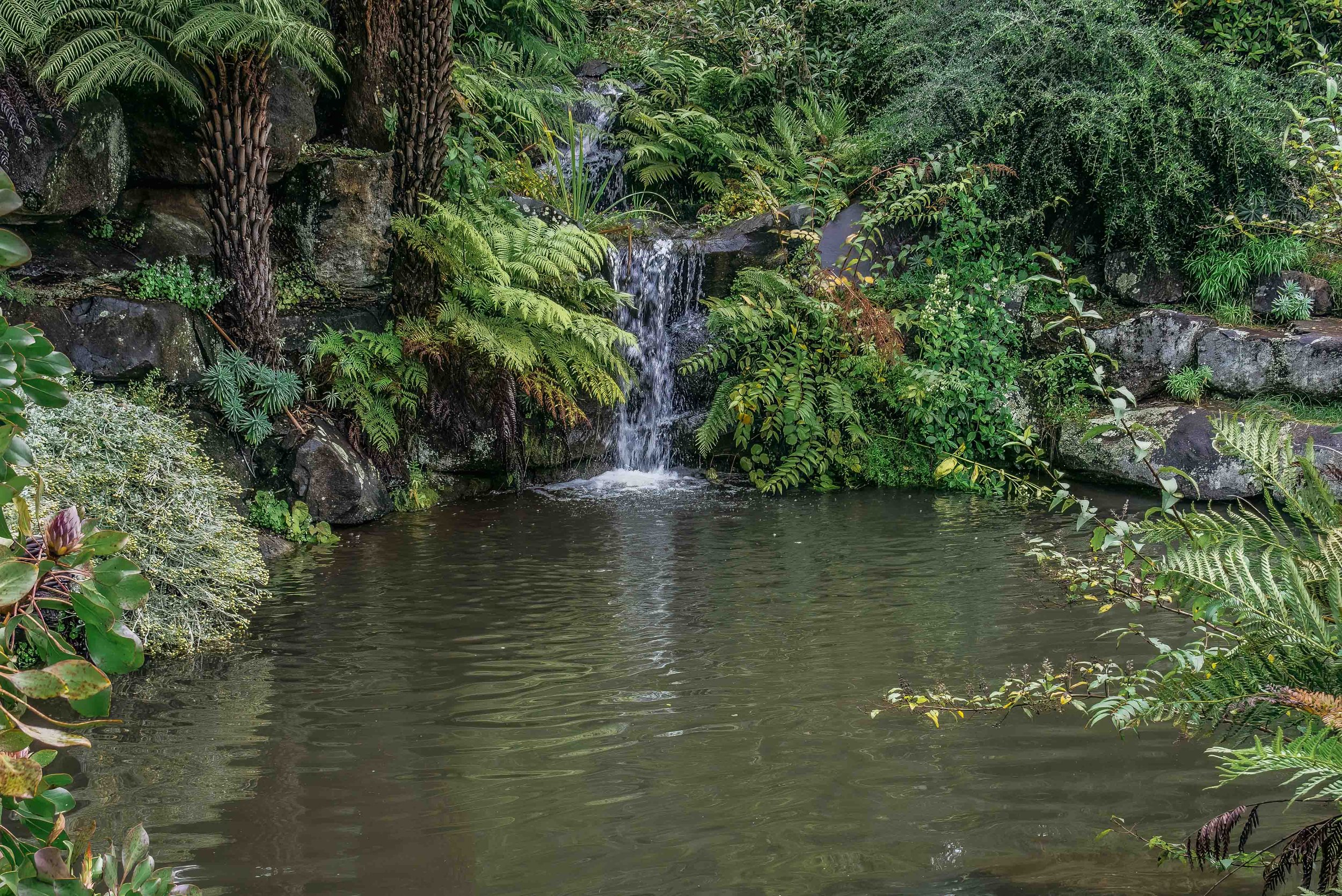 Waterfall Glade, Blue Mountains Botanic Garden Mount Tomah