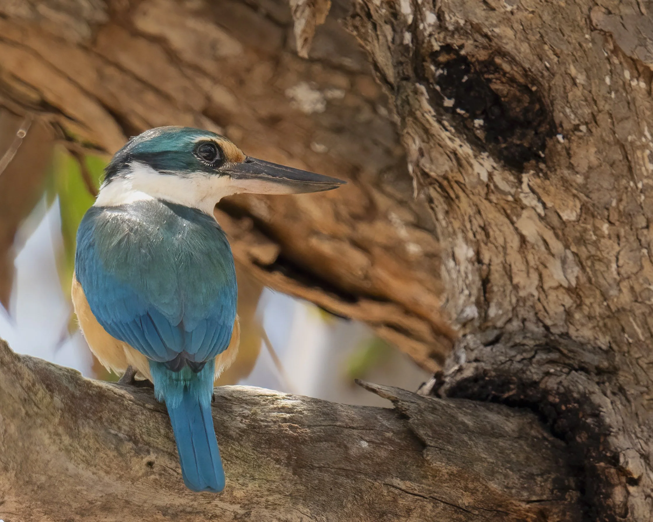 Sacred Kingfisher