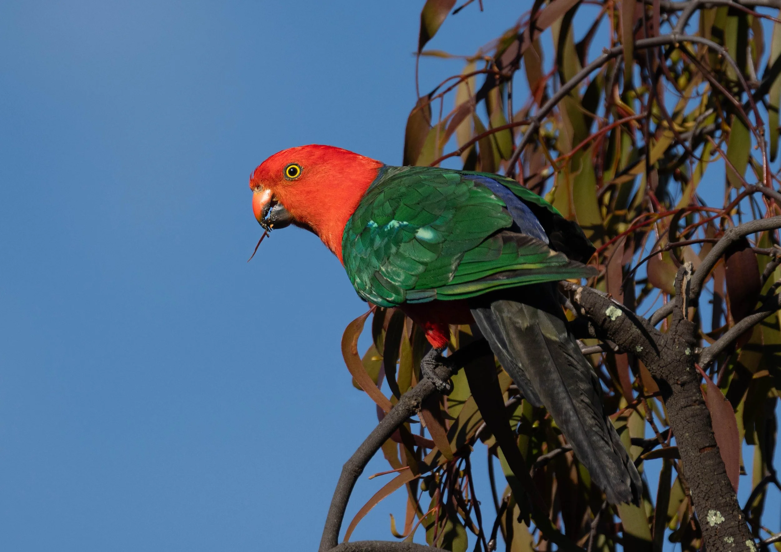 King Parrot