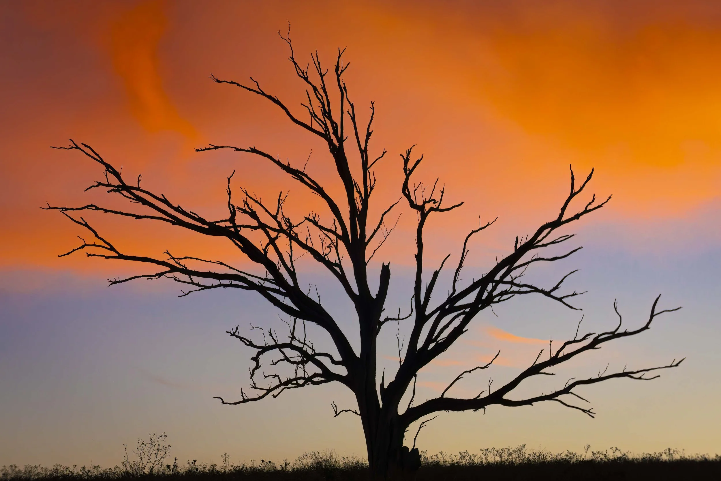 Dead Tree Silhouette