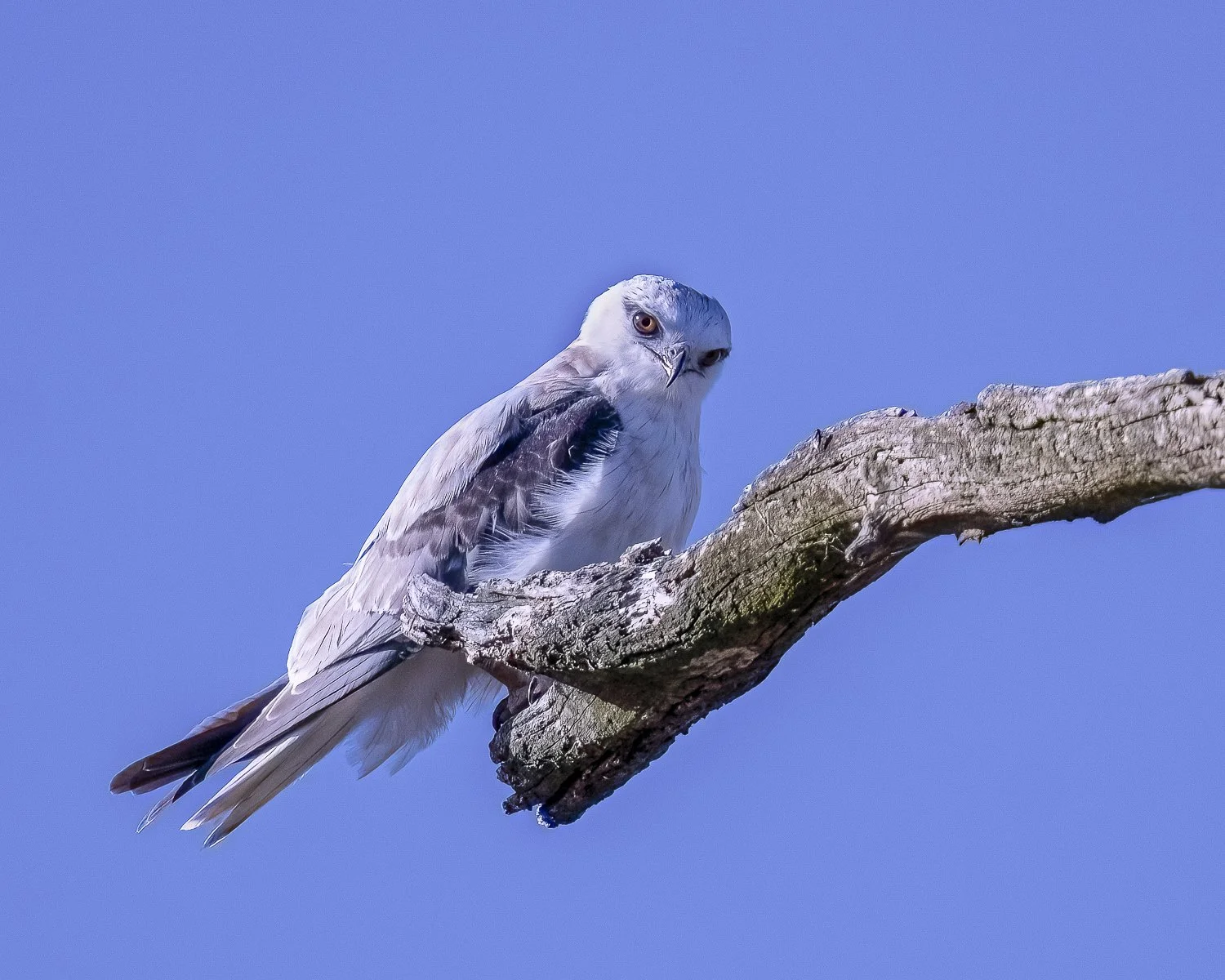 Black Shouldered Kite