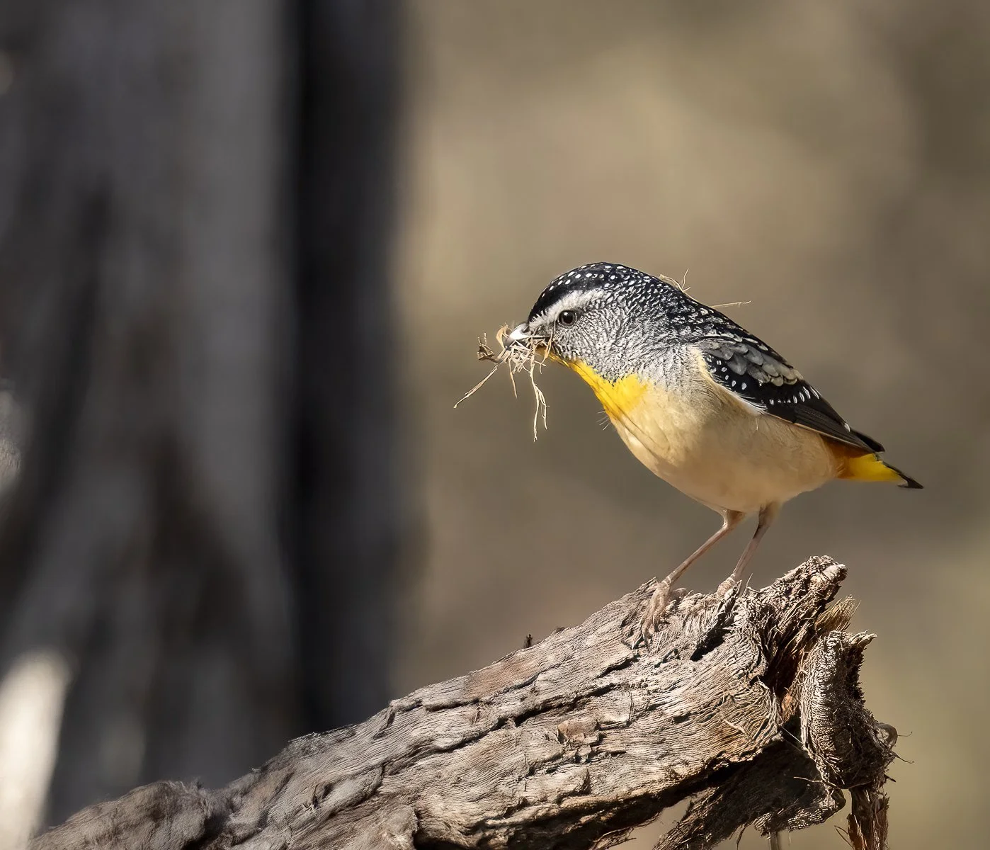 Spotted Pardalote