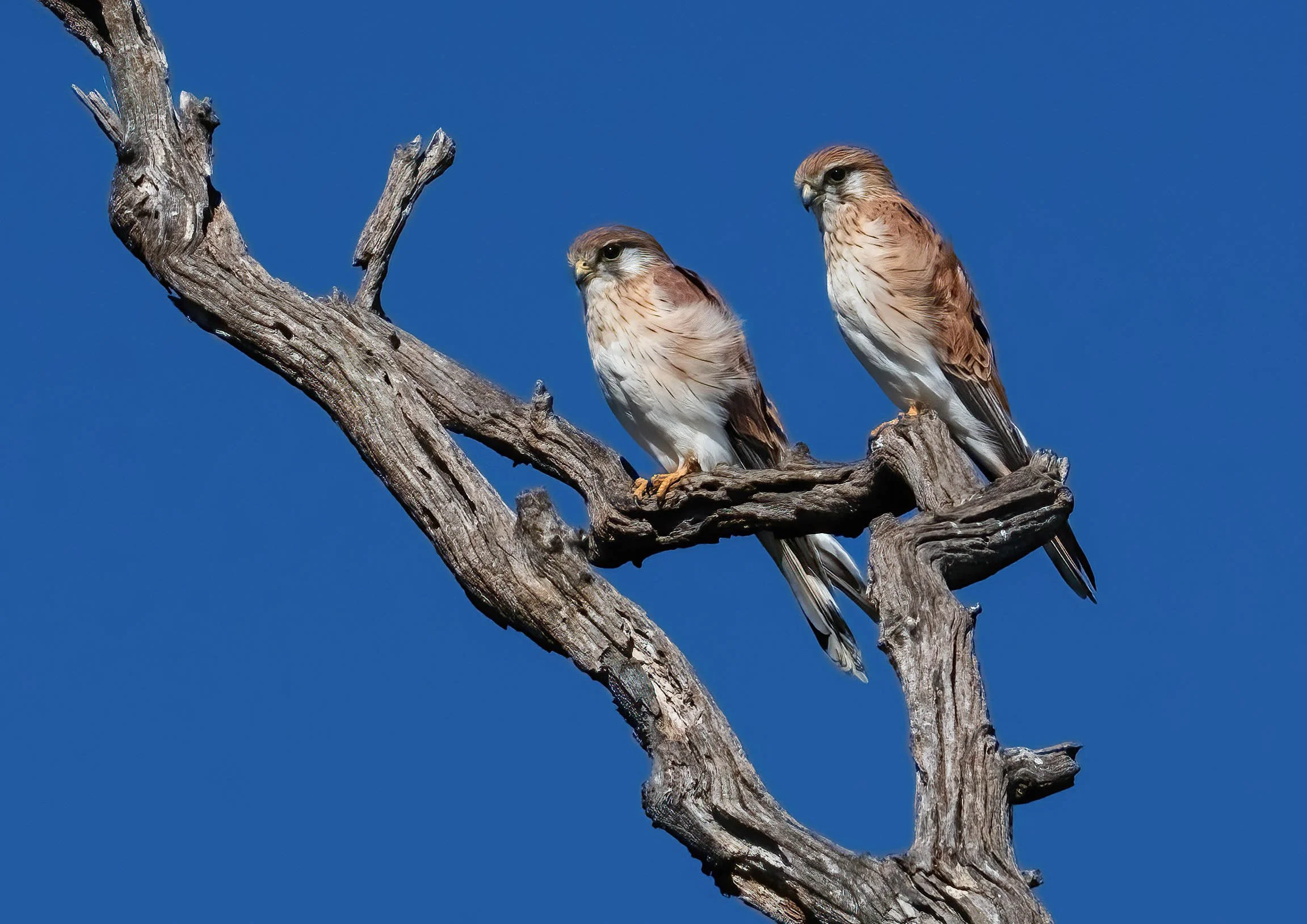 Nankeen Kestrels