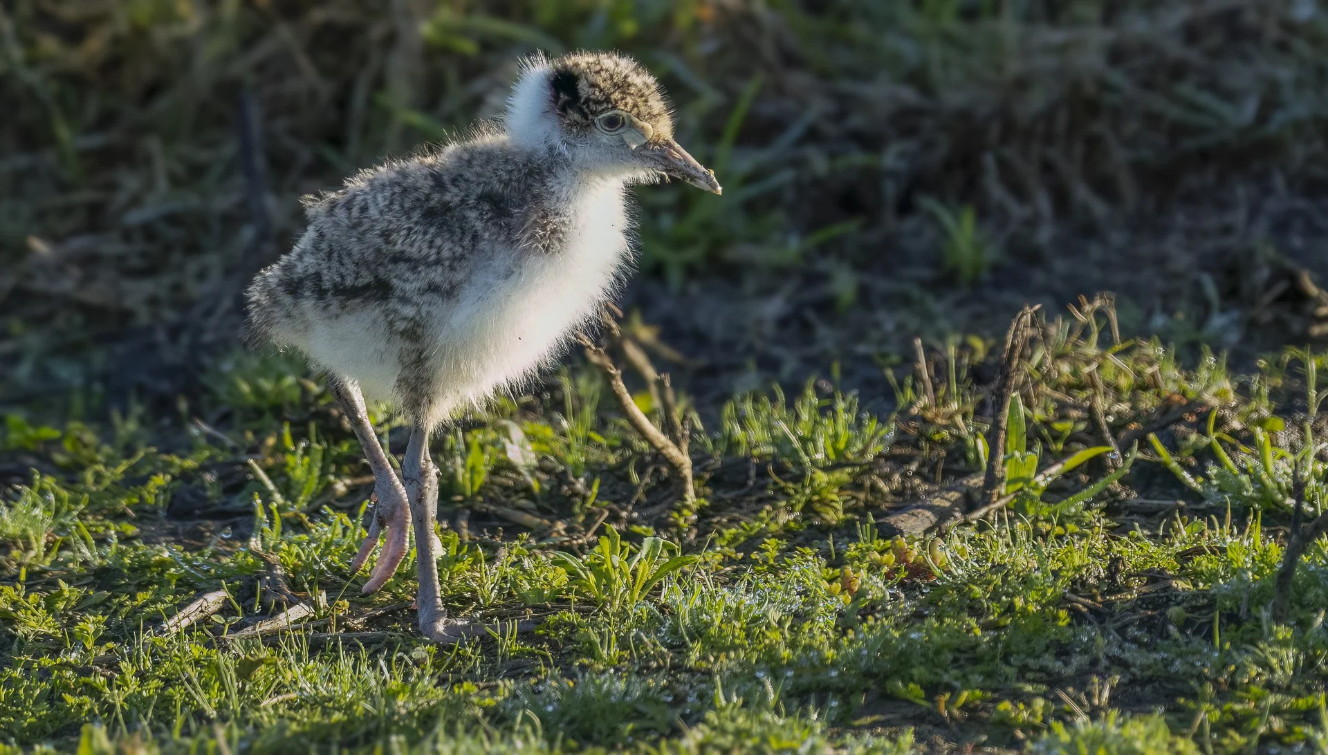 Masked Lapwing chick