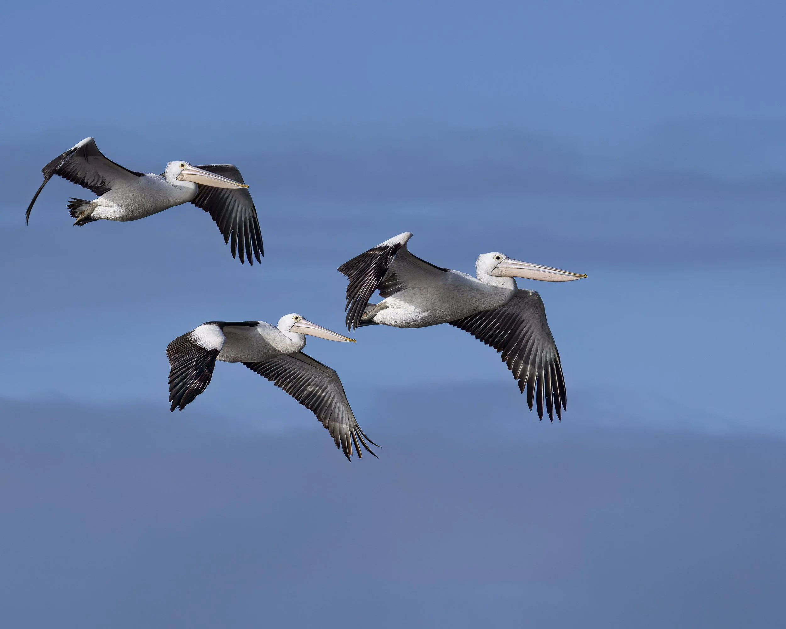 Australian Pelican