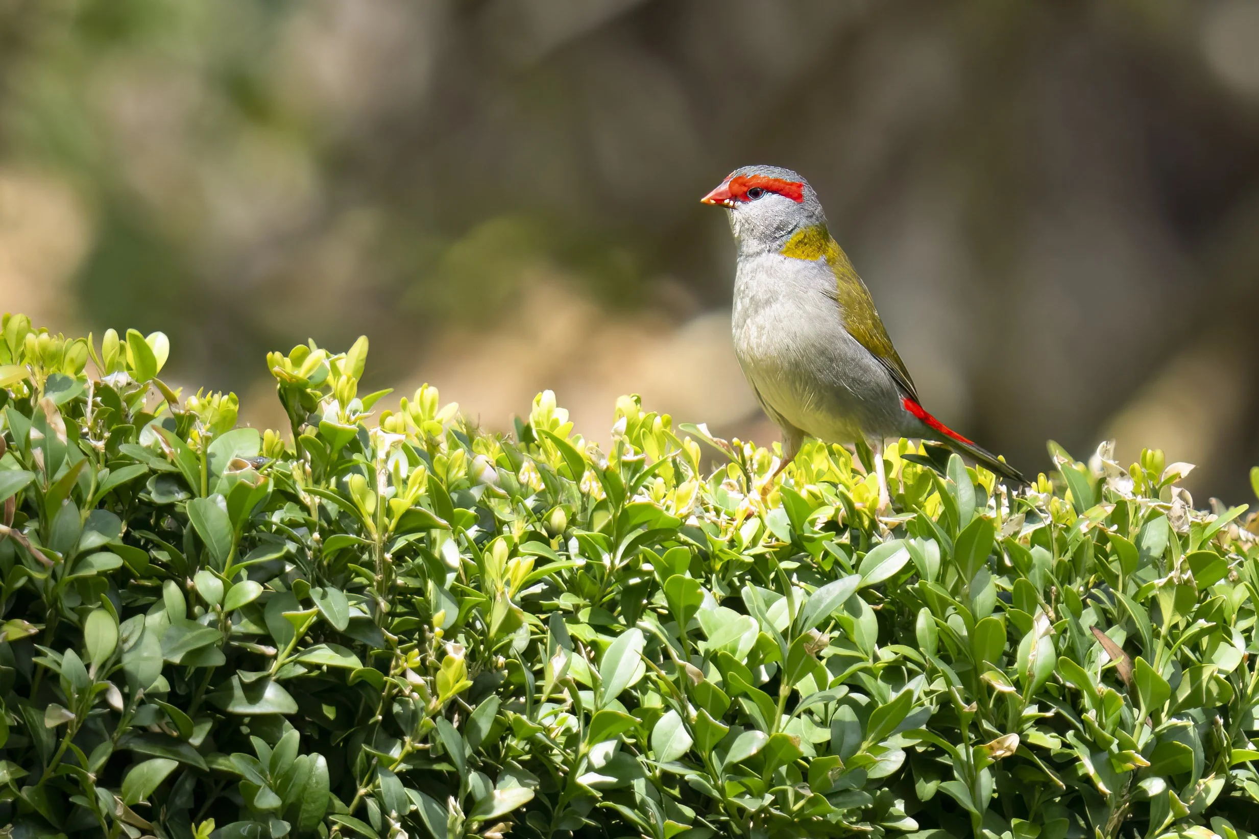 Red Browed Finch