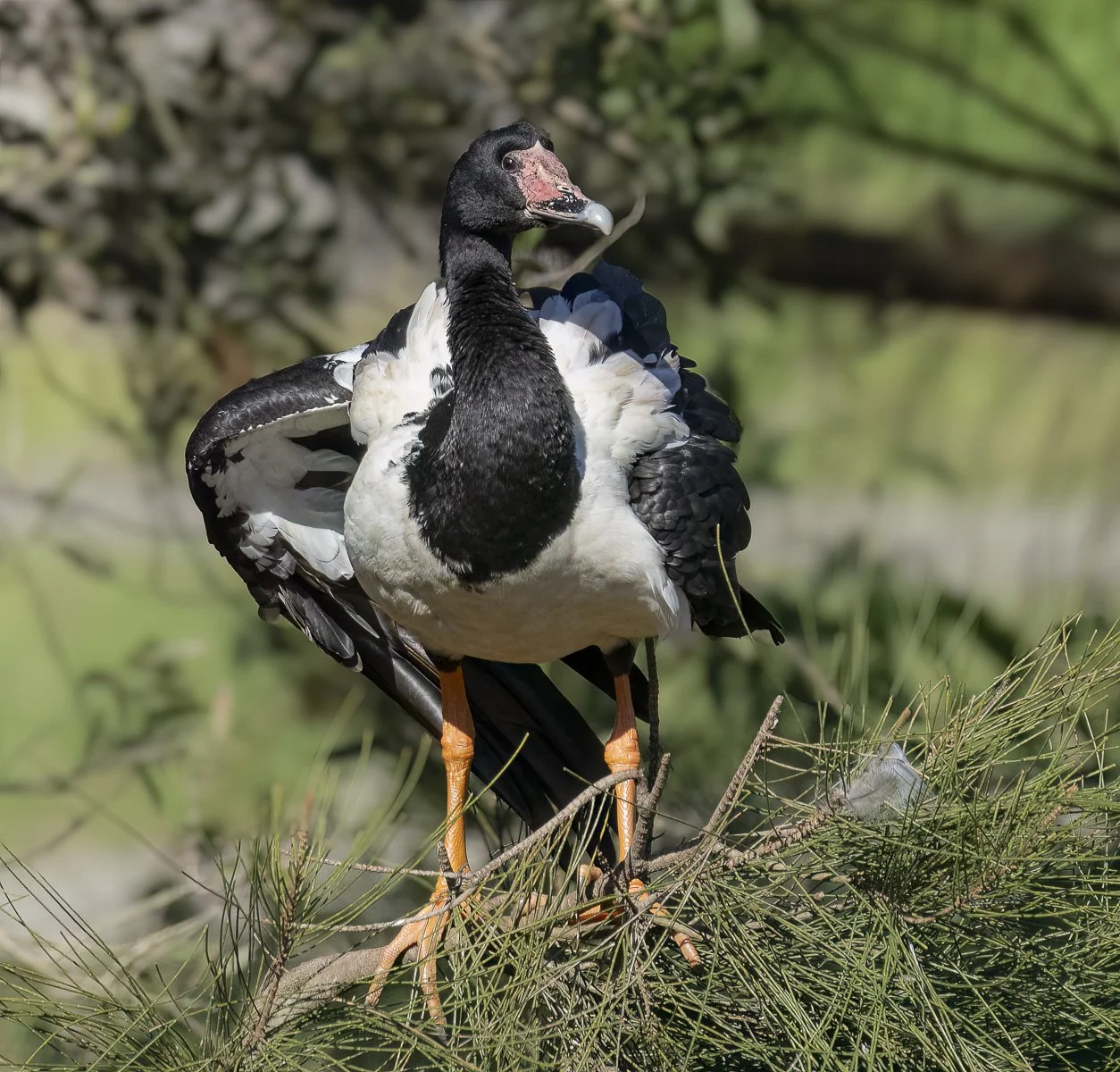 Magpie Goose