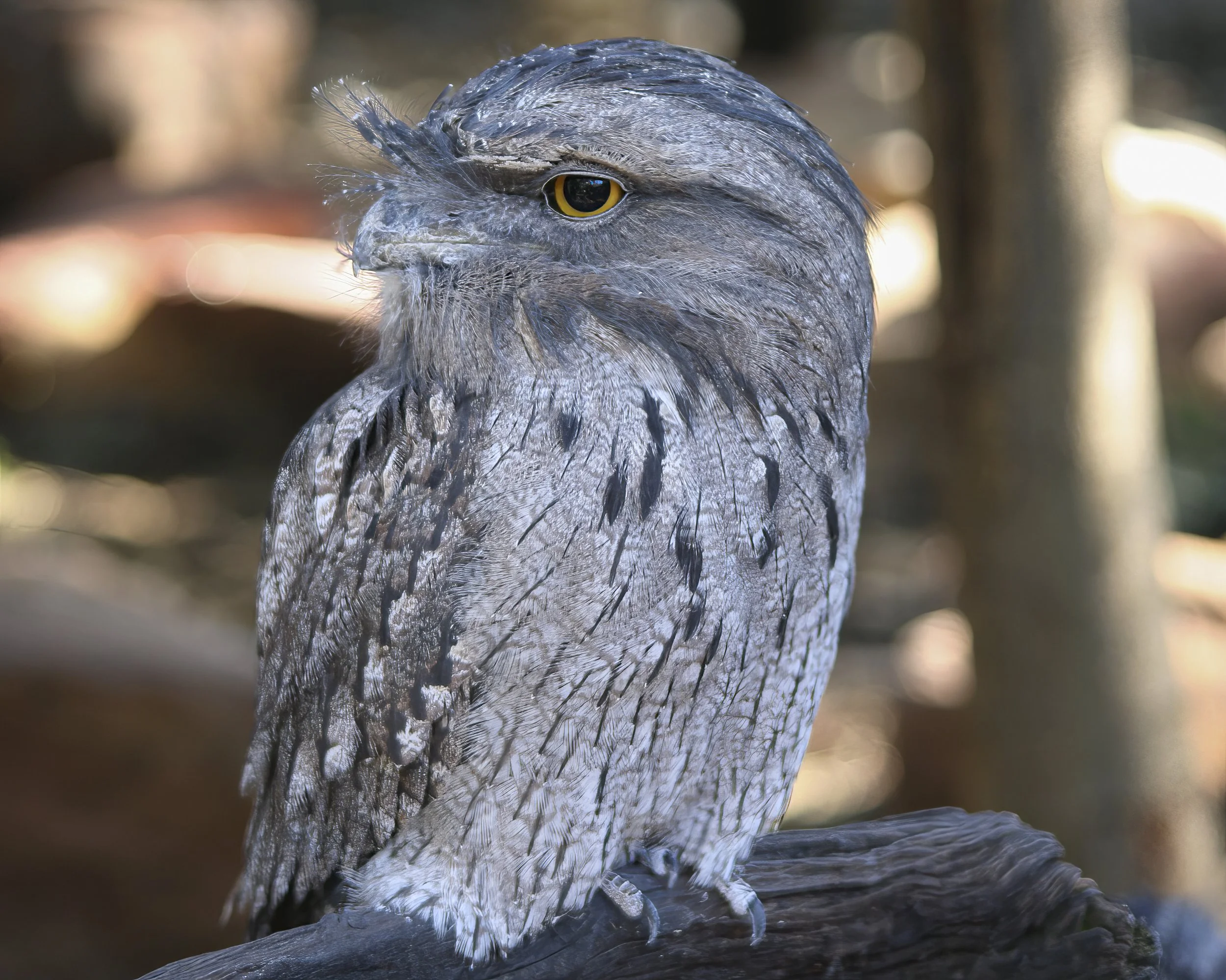                            Tawny Frogmouth
