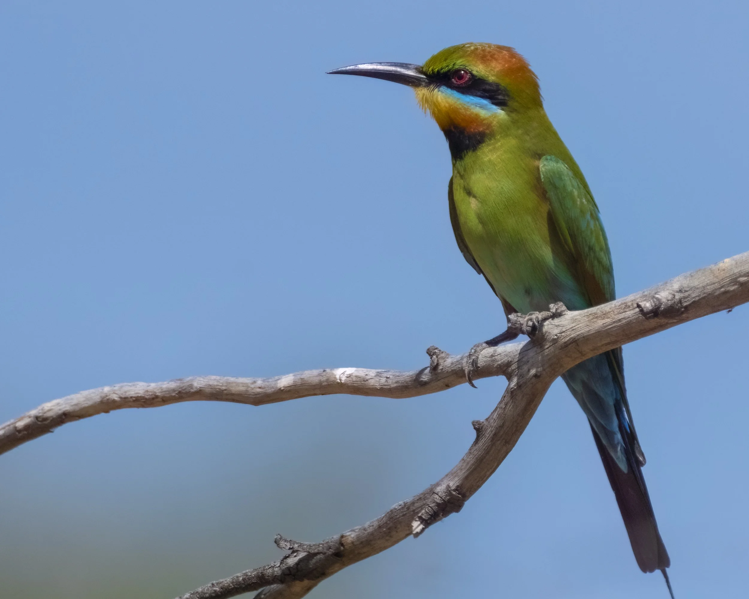Rainbow Bee-Eater