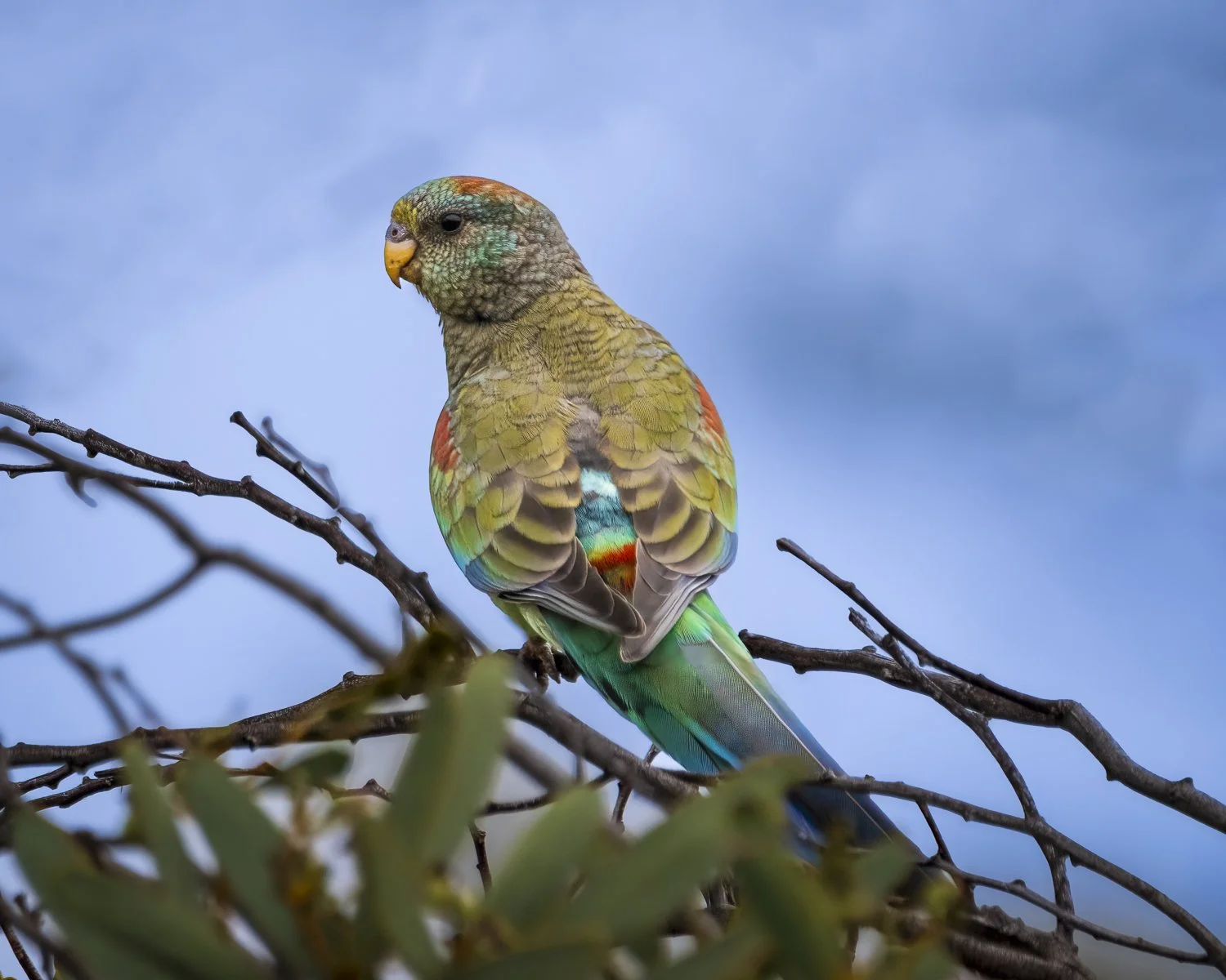 Mulga Parrot