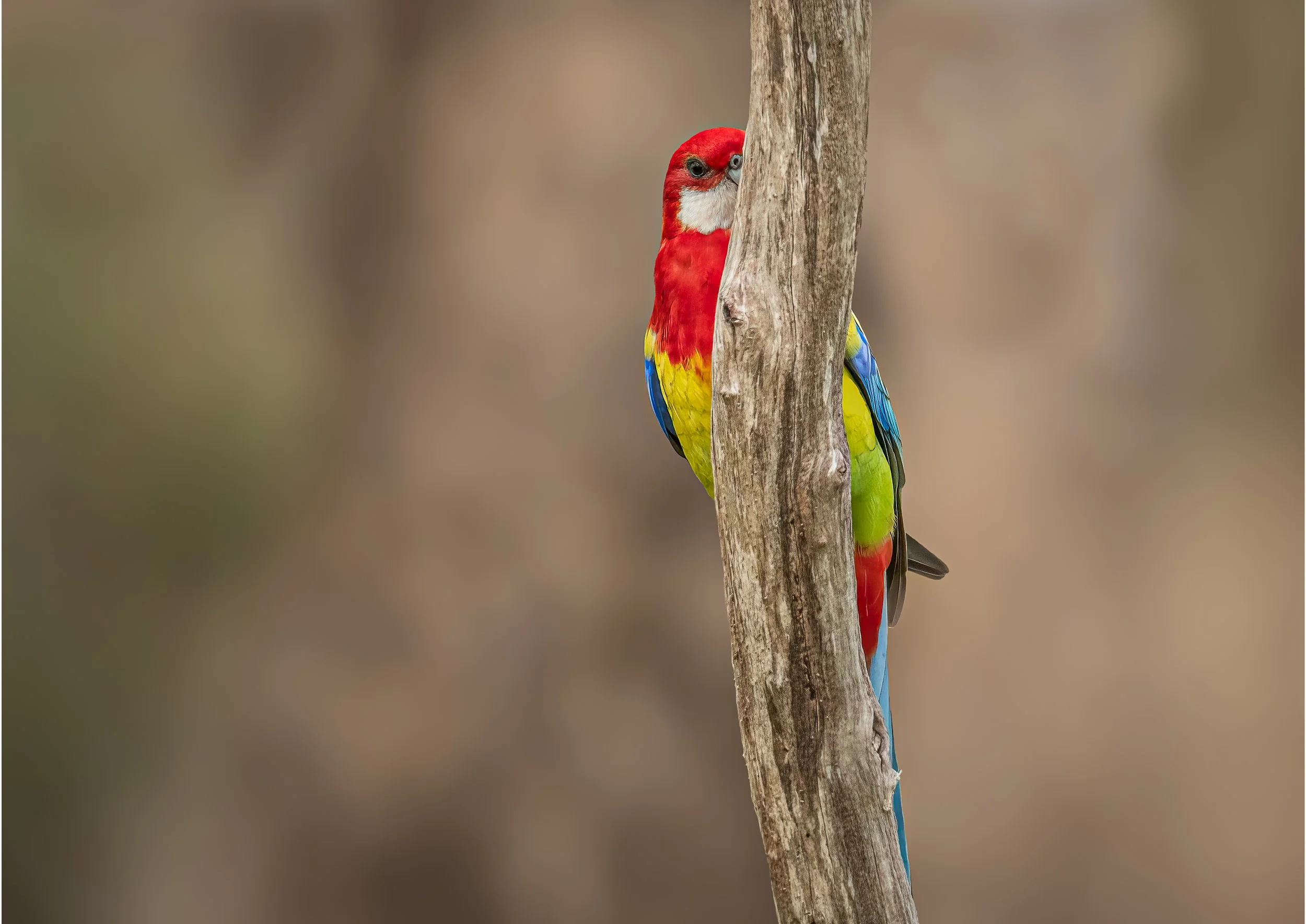 Eastern Rosella
