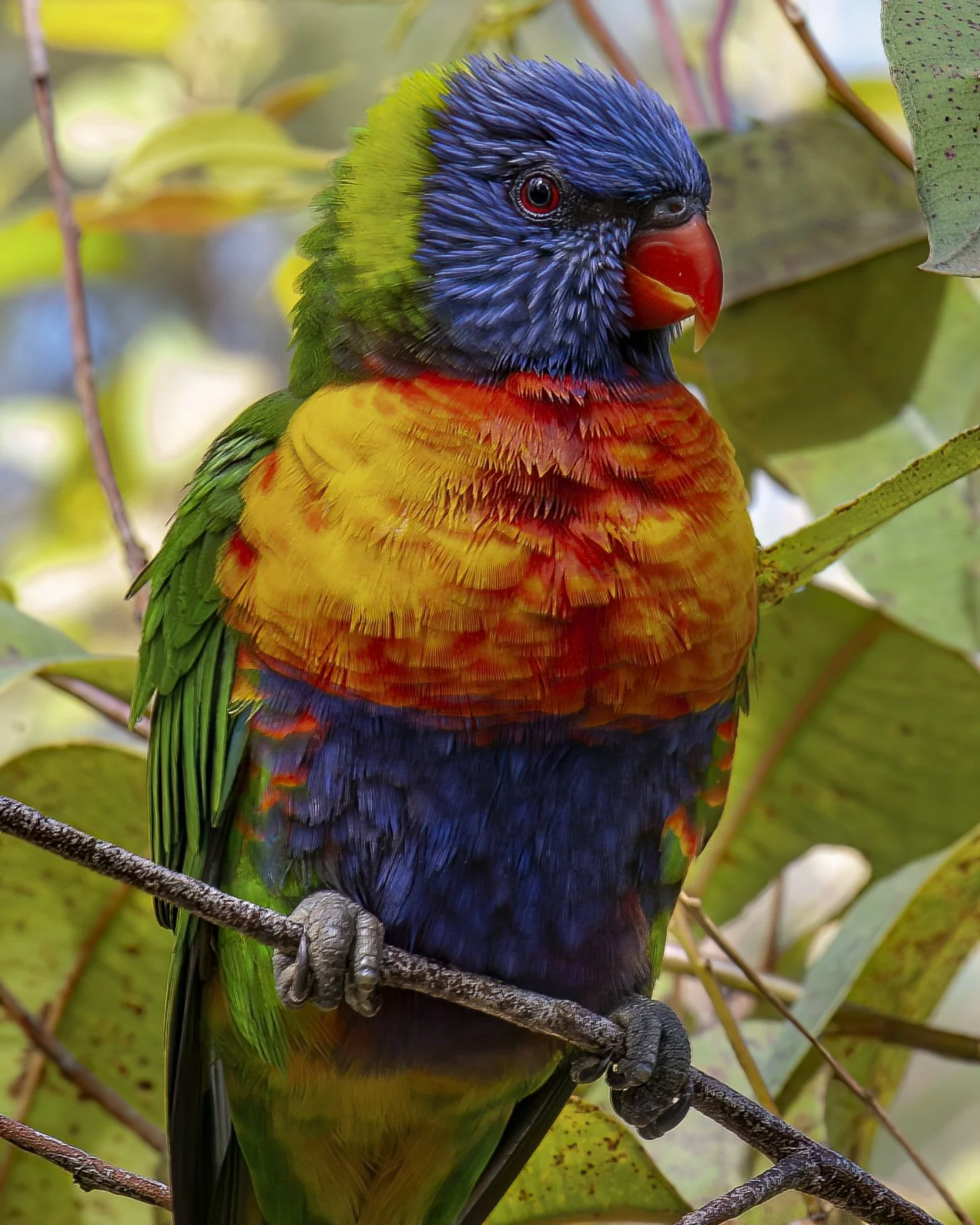 Rainbow Lorikeet