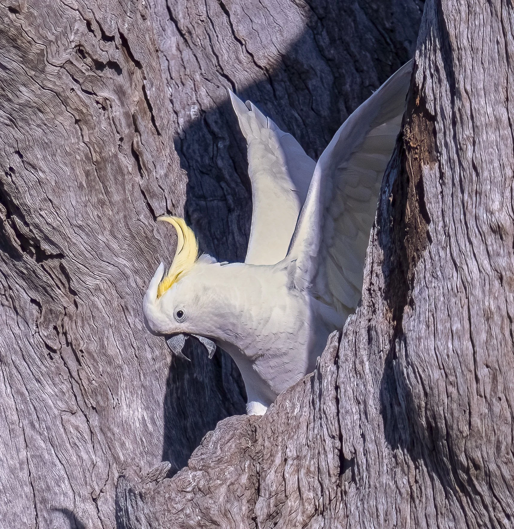 Sulphur Crested Cockatoo